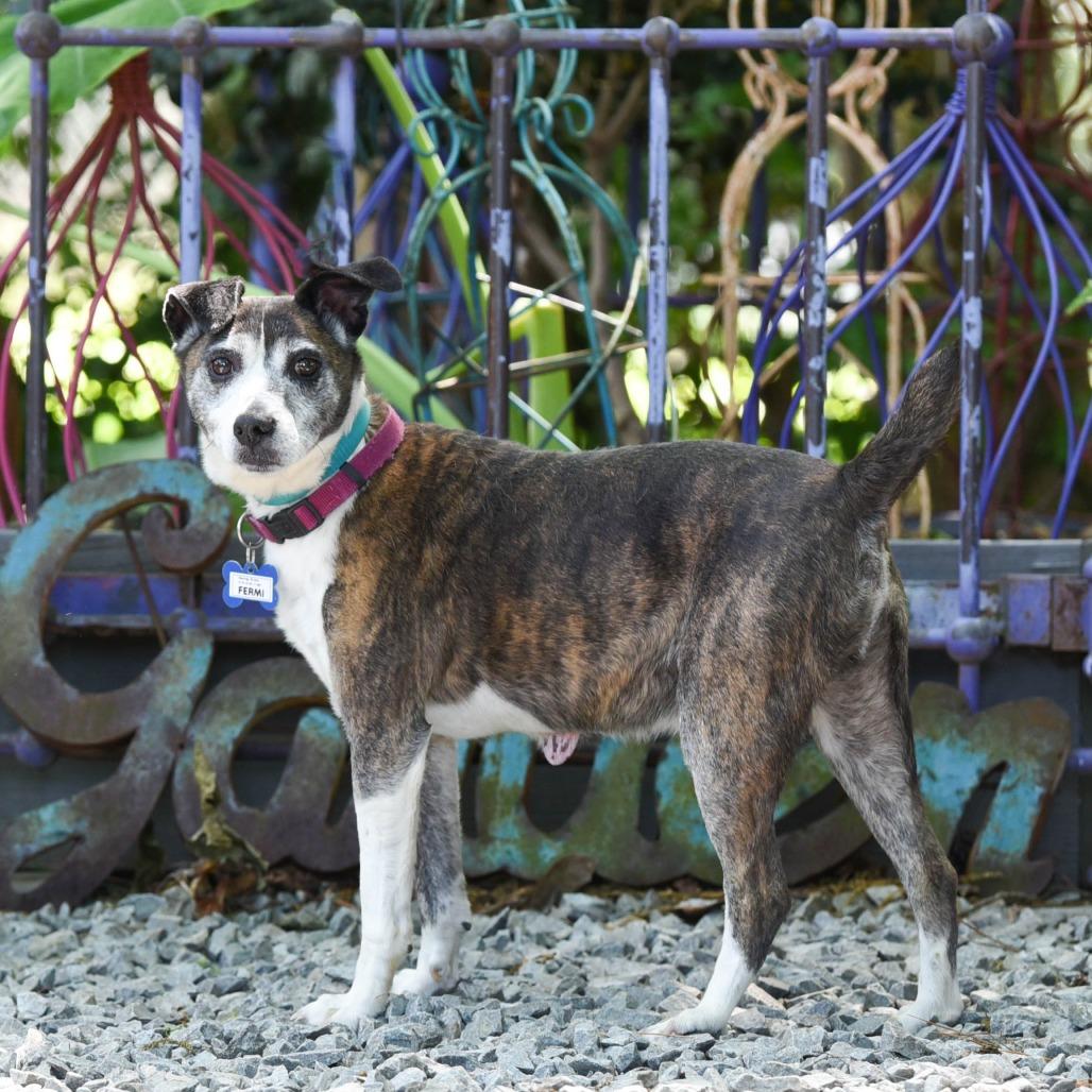 Enlarge Fermi, a Adoptable Feist in Wake Forest, NC image 5/5