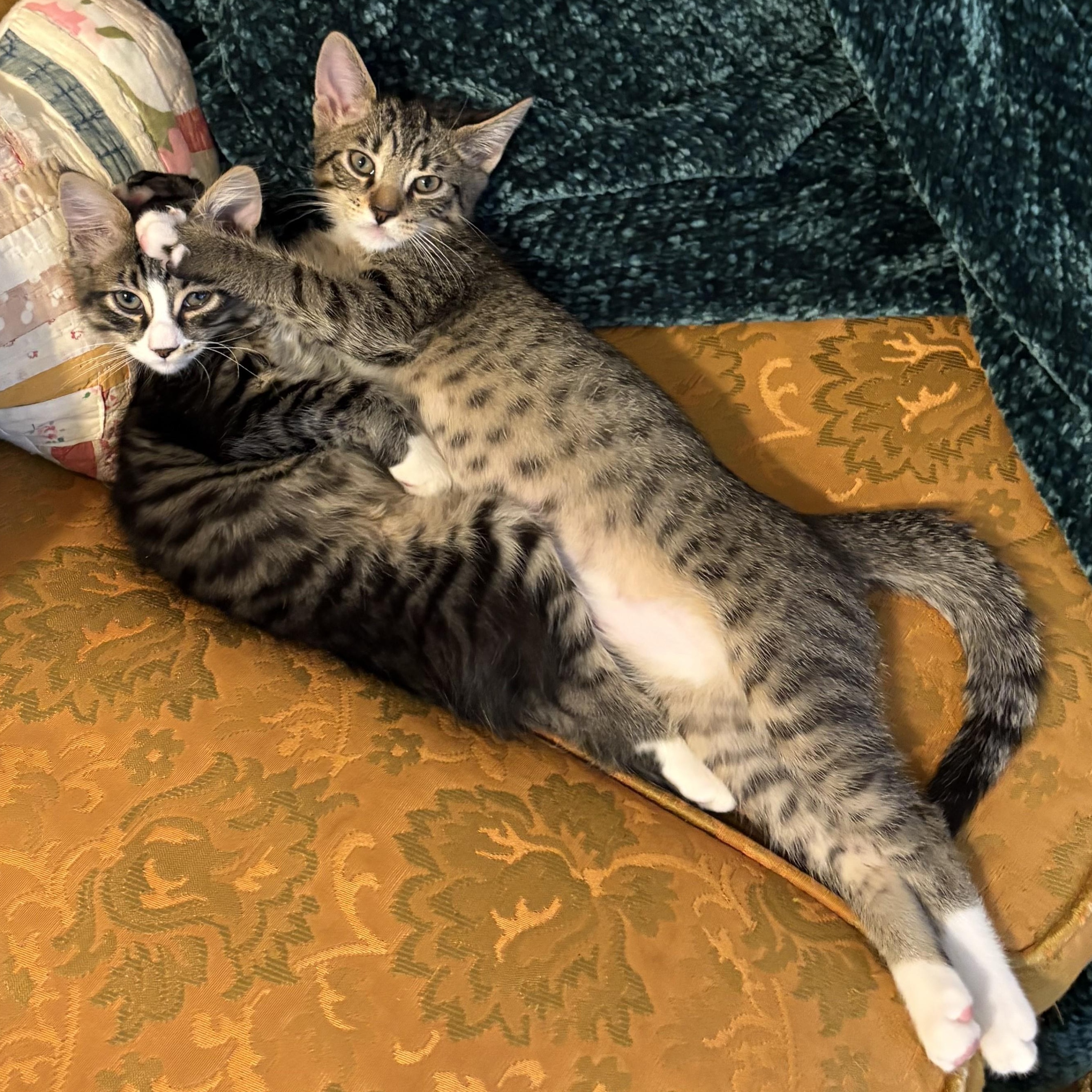 Ramona and Beezus (bonded pair)