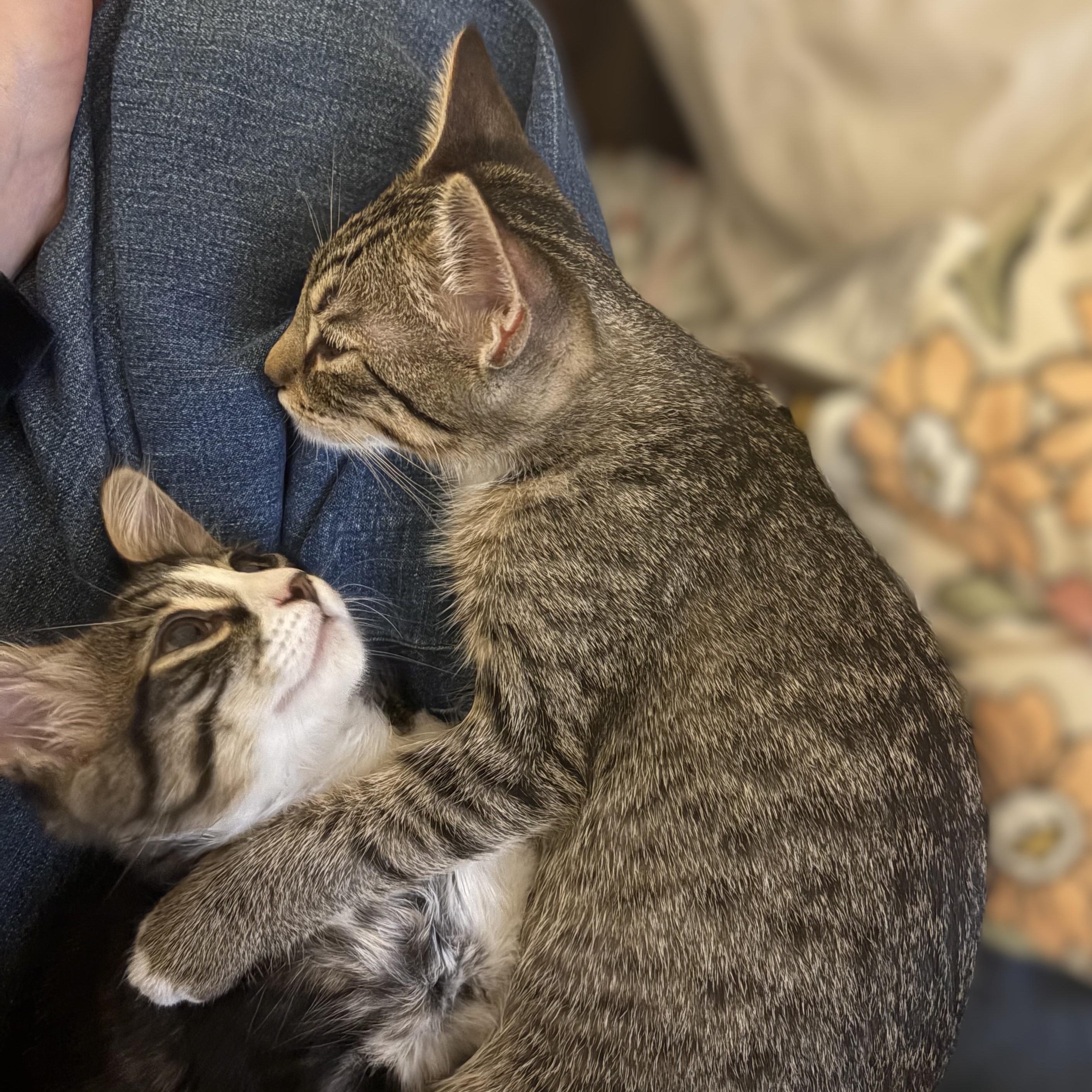 Ramona and Beezus (bonded pair)