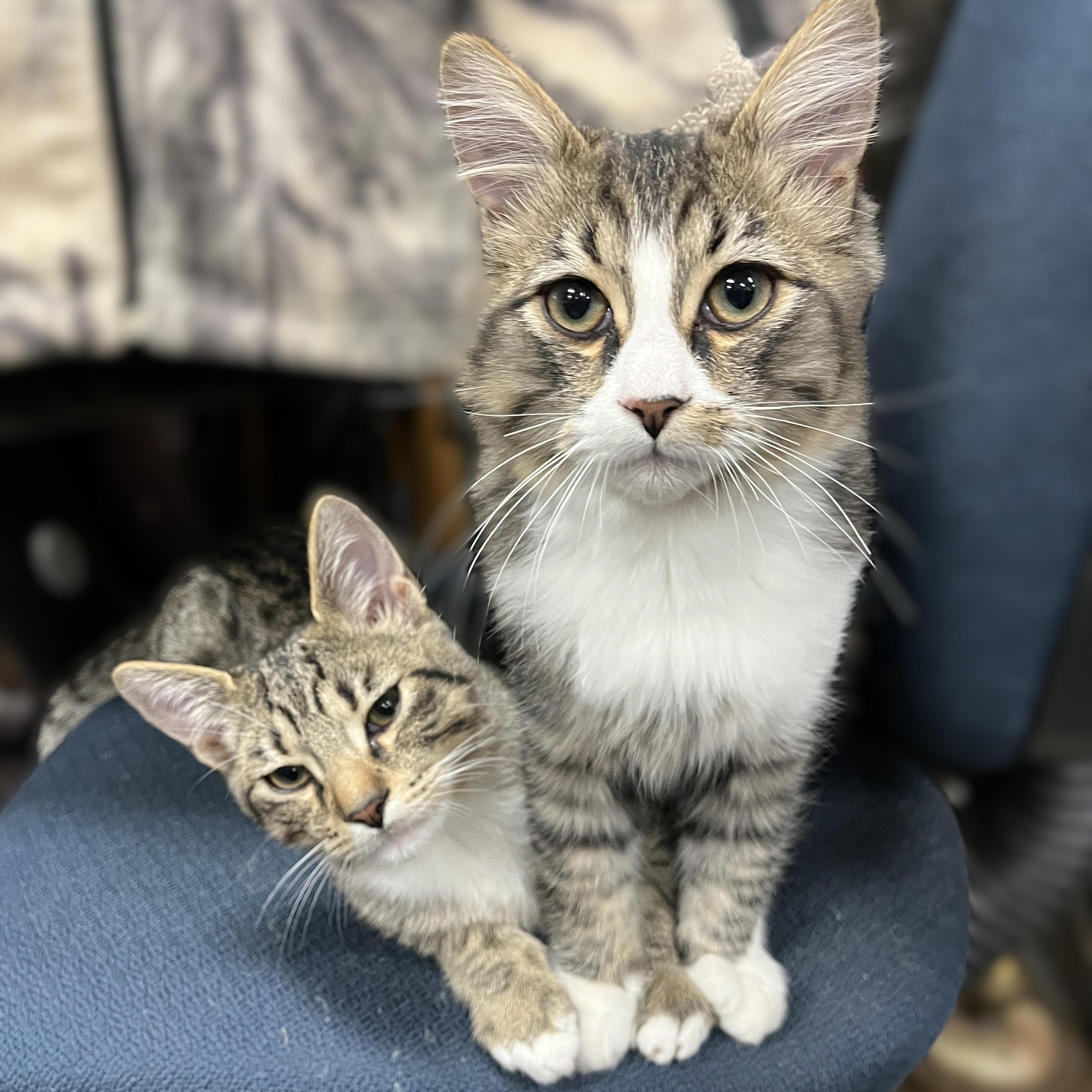 Enlarge Ramone and Bart (bonded brothers), a Adoptable Domestic Short Hair in Shingletown, CA image 1/3