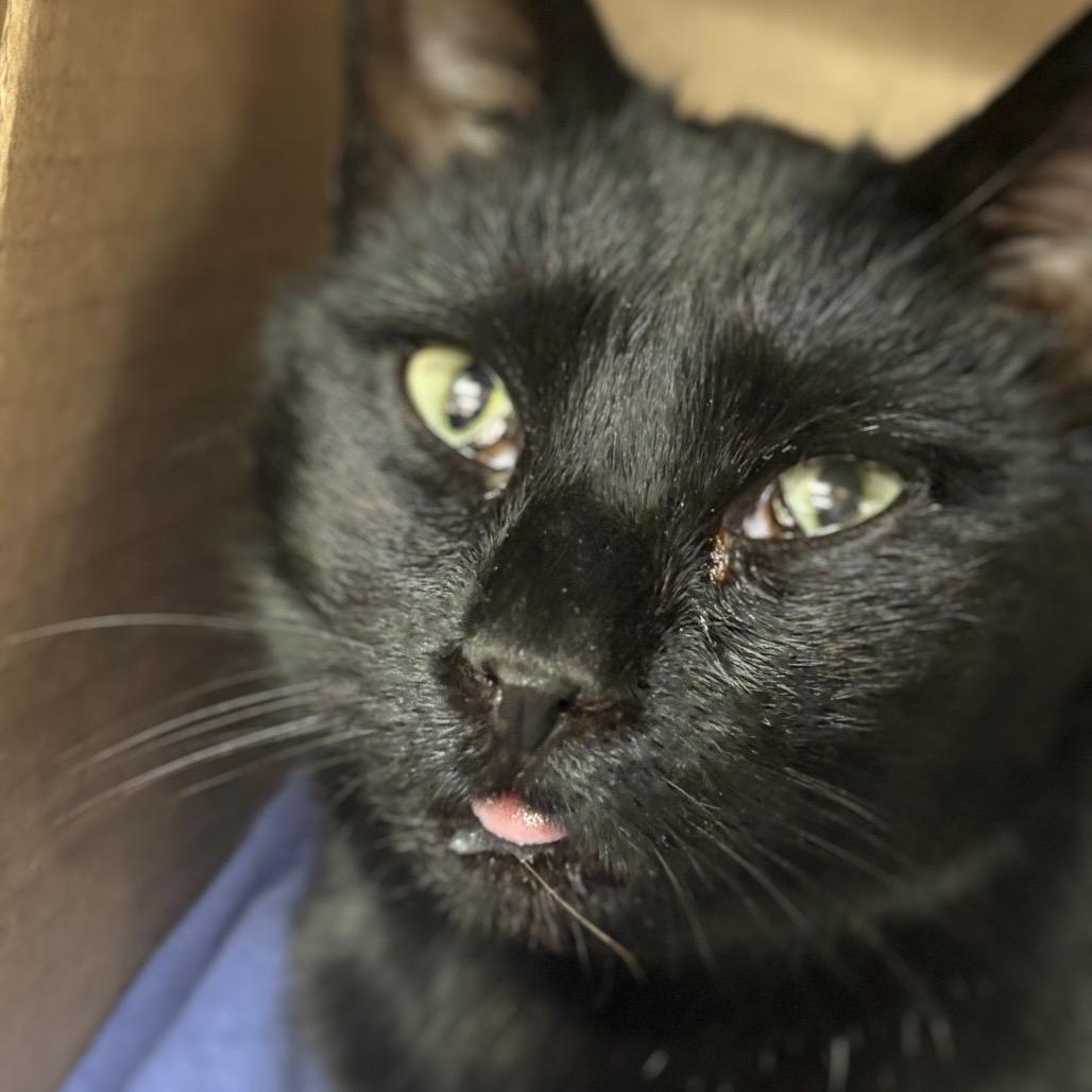 Enlarge Rayban (Ithaca Petsmart), a Adoptable Domestic Short Hair in East Smithfield , PA image 1/6