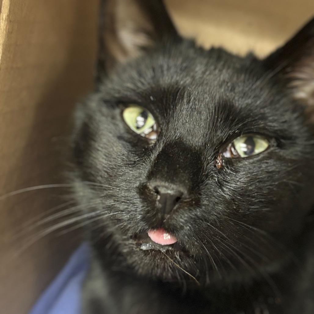 Enlarge Rayban (Ithaca Petsmart), a Adoptable Domestic Short Hair in East Smithfield , PA image 3/6