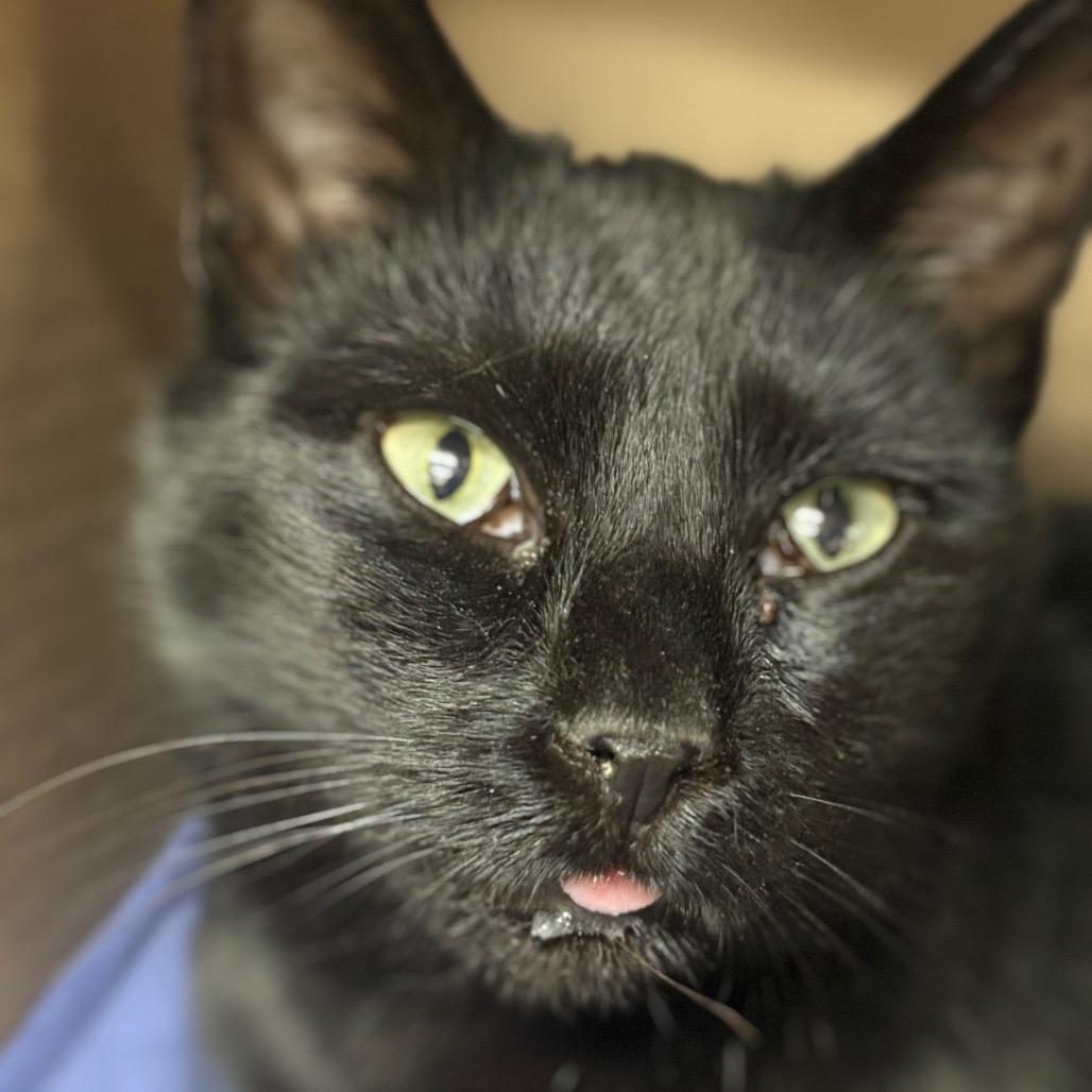 Enlarge Rayban (Ithaca Petsmart), a Adoptable Domestic Short Hair in East Smithfield , PA image 5/6