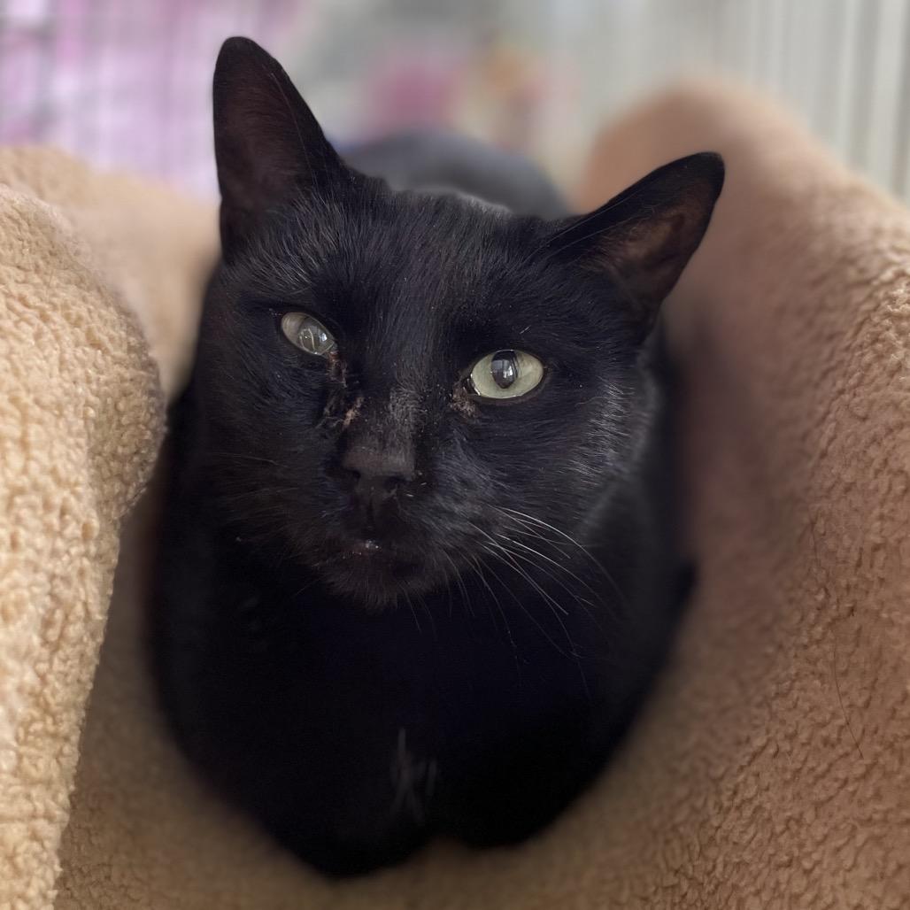 Enlarge Rayban (Ithaca Petsmart), a Adoptable Domestic Short Hair in East Smithfield , PA image 6/6