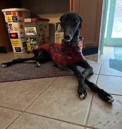 El Paso, adoptable, Young Male Greyhound.