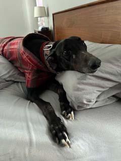 Enlarge El Paso, an adoptable Greyhound in Allentown, PA image 3/4