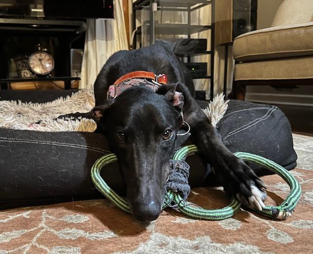 Enlarge El Paso - pending, an adopted Greyhound in Allentown, PA image 3/5