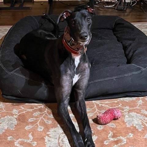 Enlarge El Paso - pending, an adopted Greyhound in Allentown, PA image 2/5