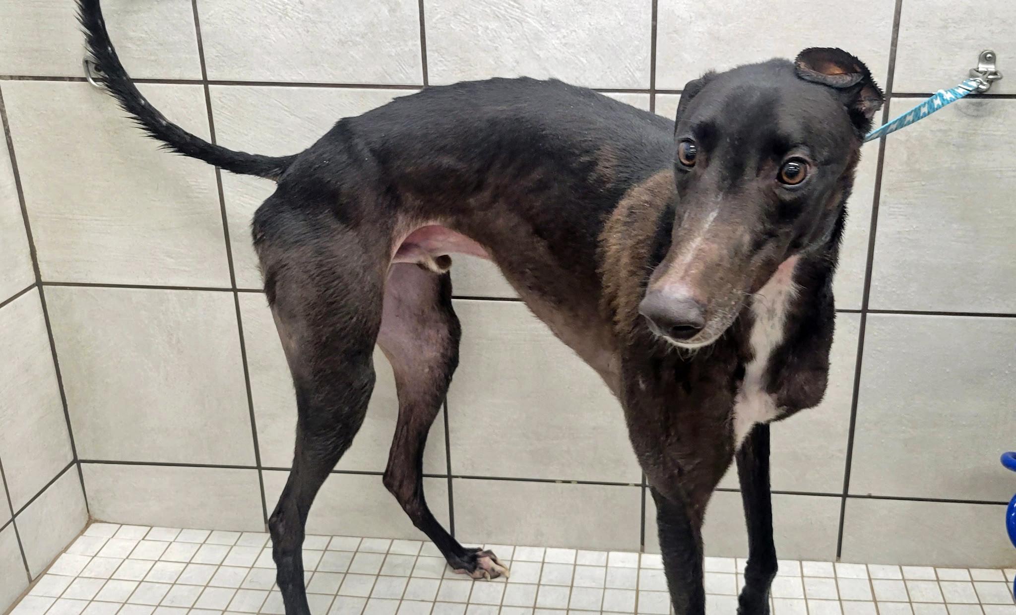 El Paso, a Adoptable Greyhound in Allentown, PA image 1/2