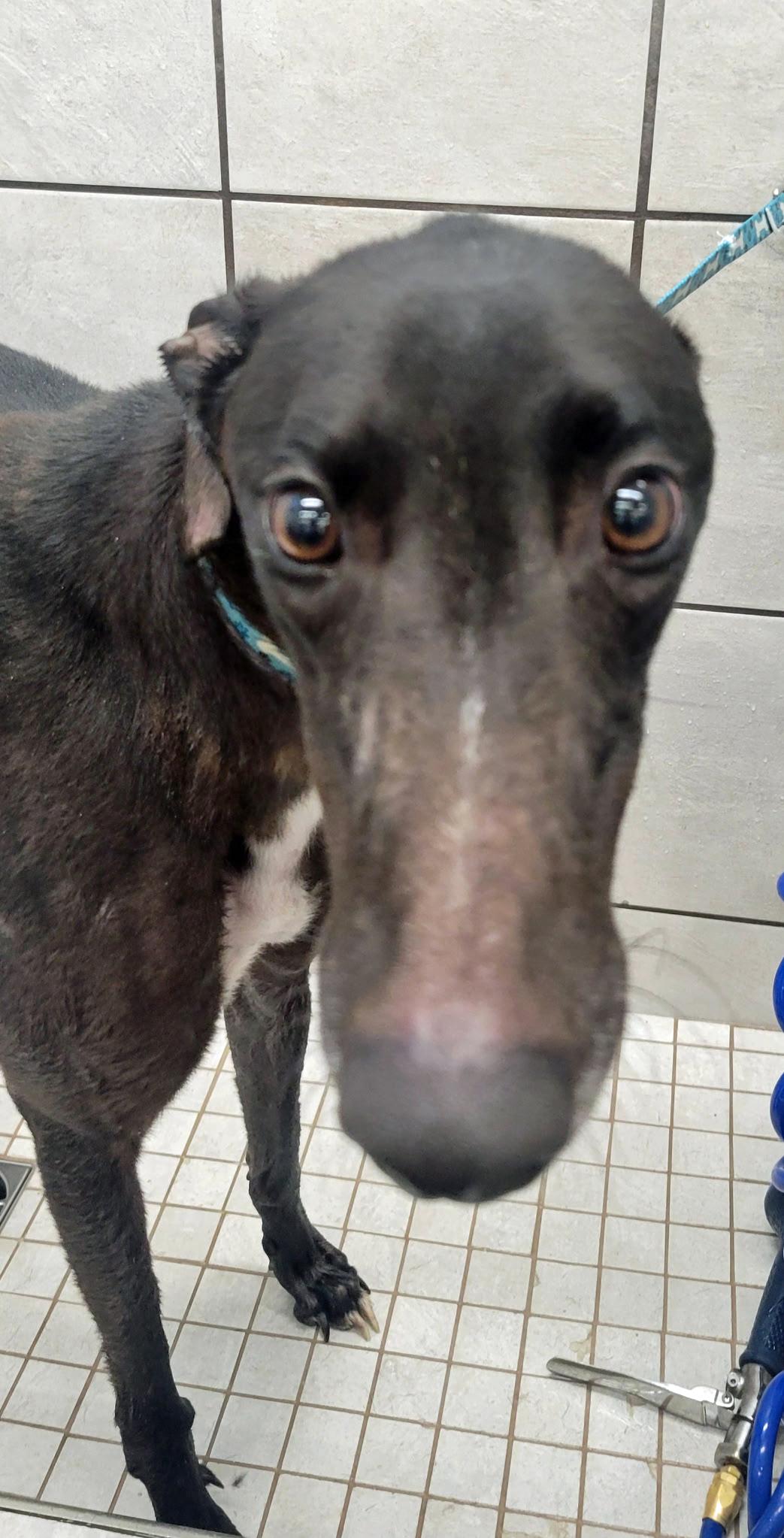 El Paso, a Adoptable Greyhound in Allentown, PA image 2/2