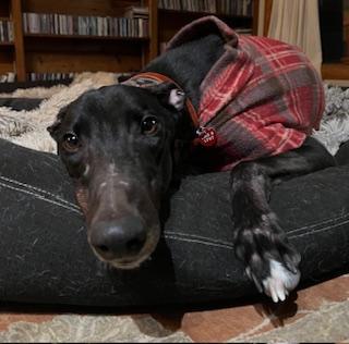 El Paso, adoptable, Young Male Greyhound.