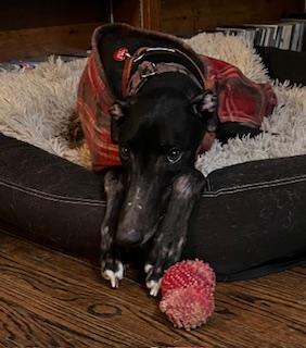 Enlarge El Paso, an adoptable Greyhound in Allentown, PA image 2/4