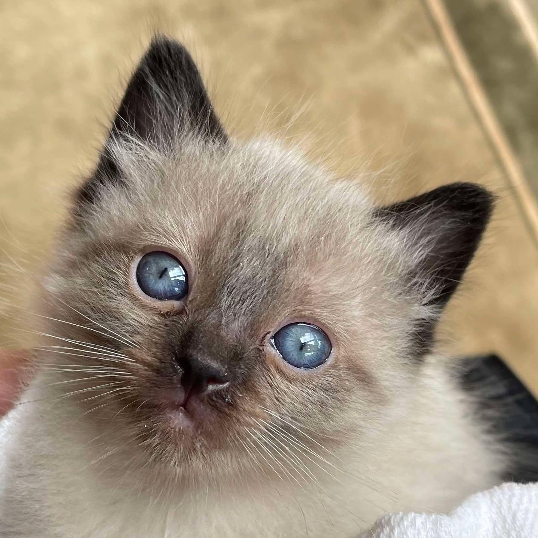 Katara, an adoptable Siamese in Eureka, CA, 95503 | Photo Image 1