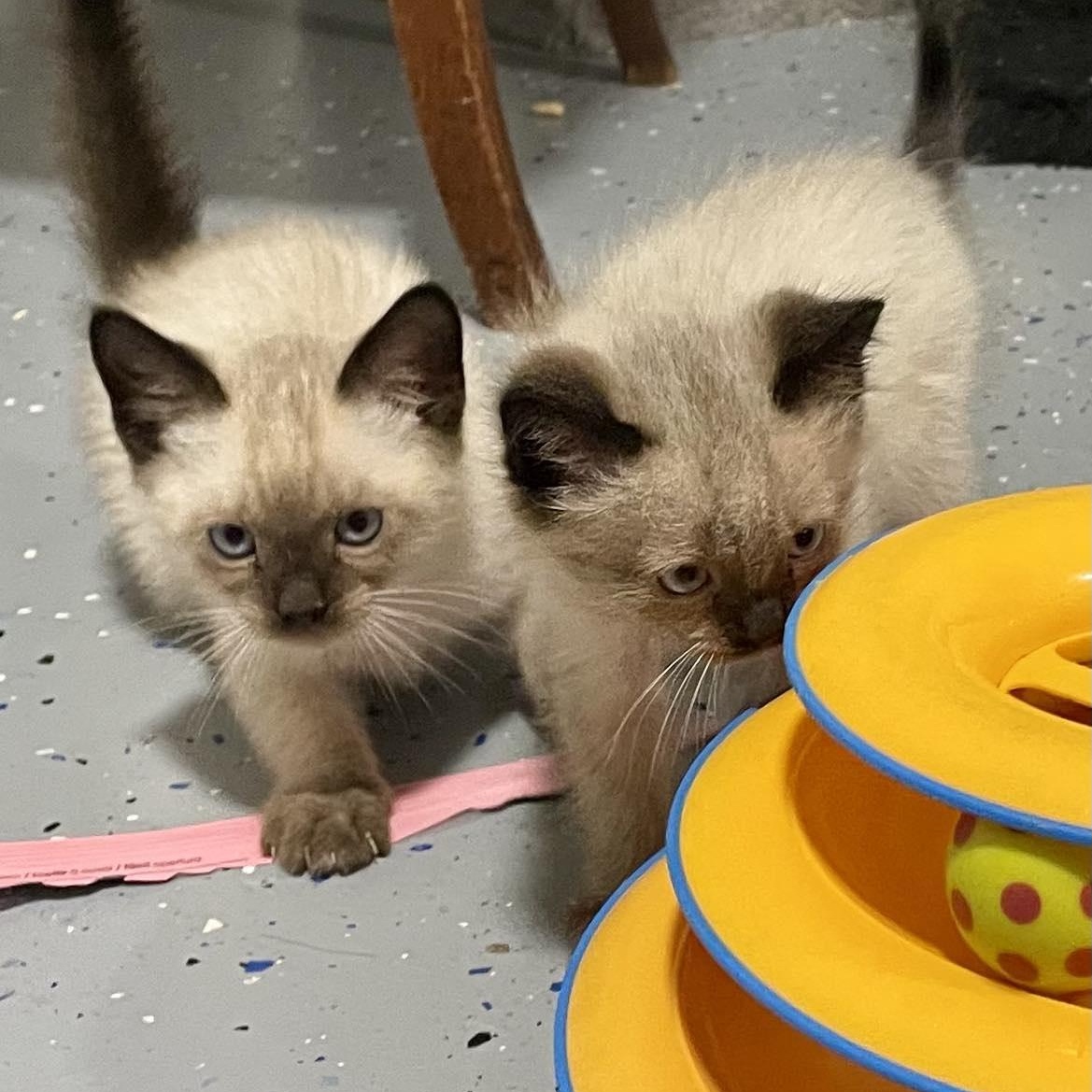 Katara, an adoptable Siamese in Eureka, CA, 95503 | Photo Image 4