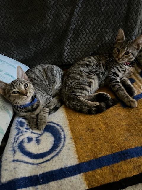 URGENT FOSTER OR ADOPTED NEEDED! Makayla and Dobby