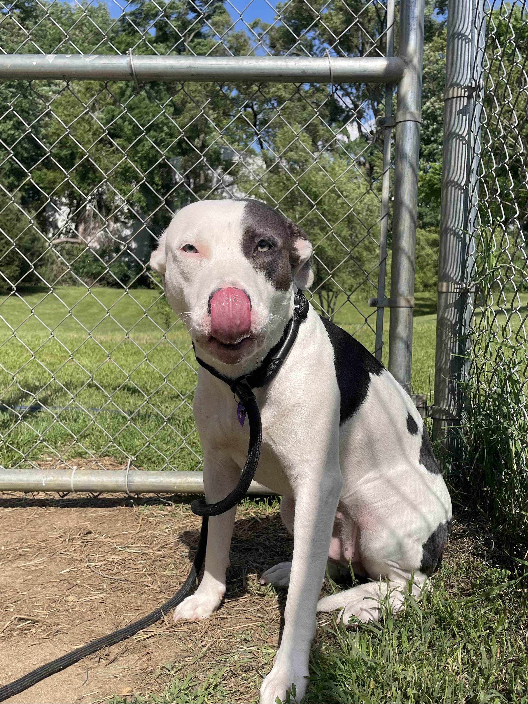 Yue, a ADOPTABLE mixed breed in Mishawaka, IN image 6/6