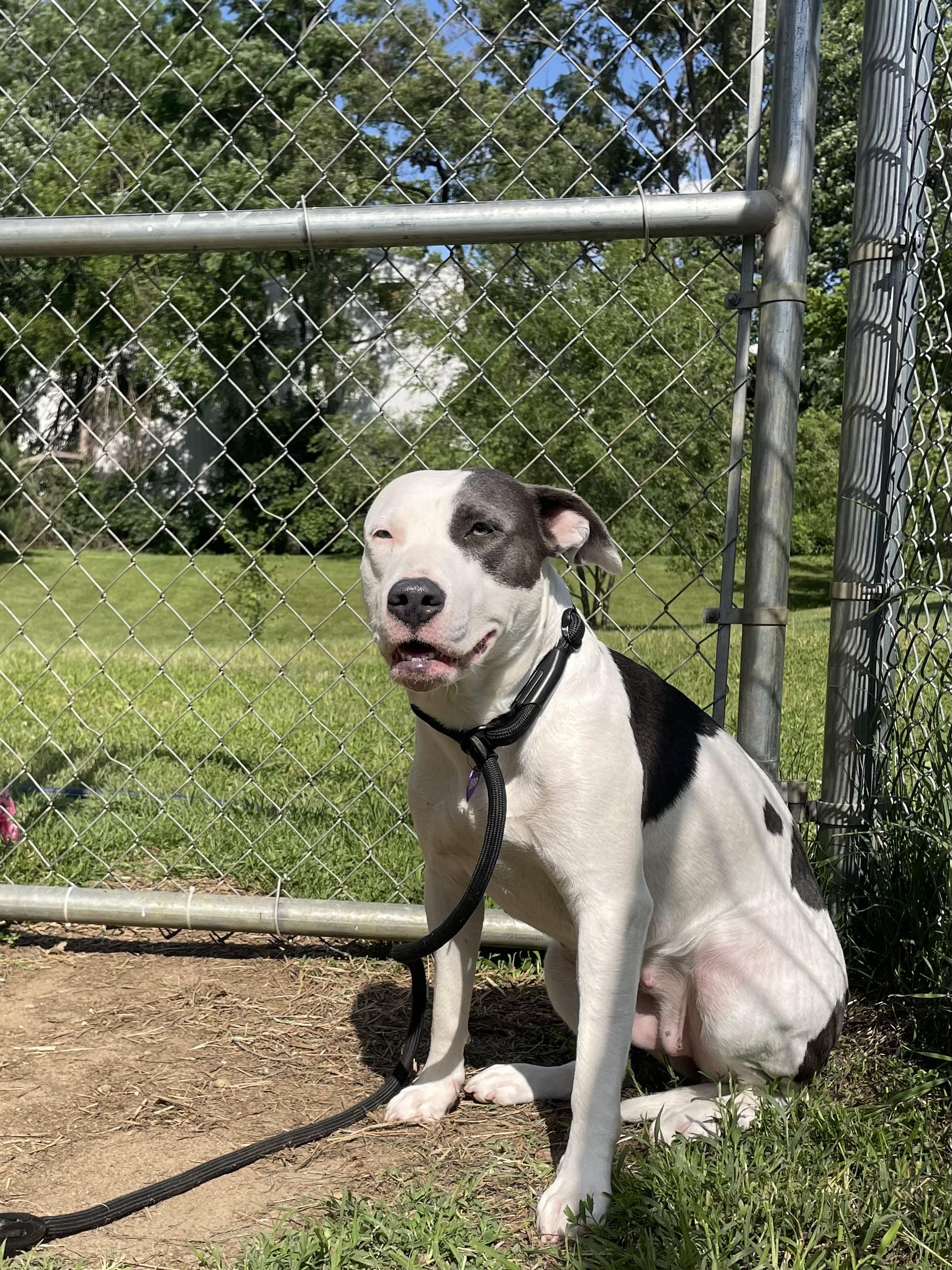 Yue, a ADOPTABLE mixed breed in Mishawaka, IN image 3/6