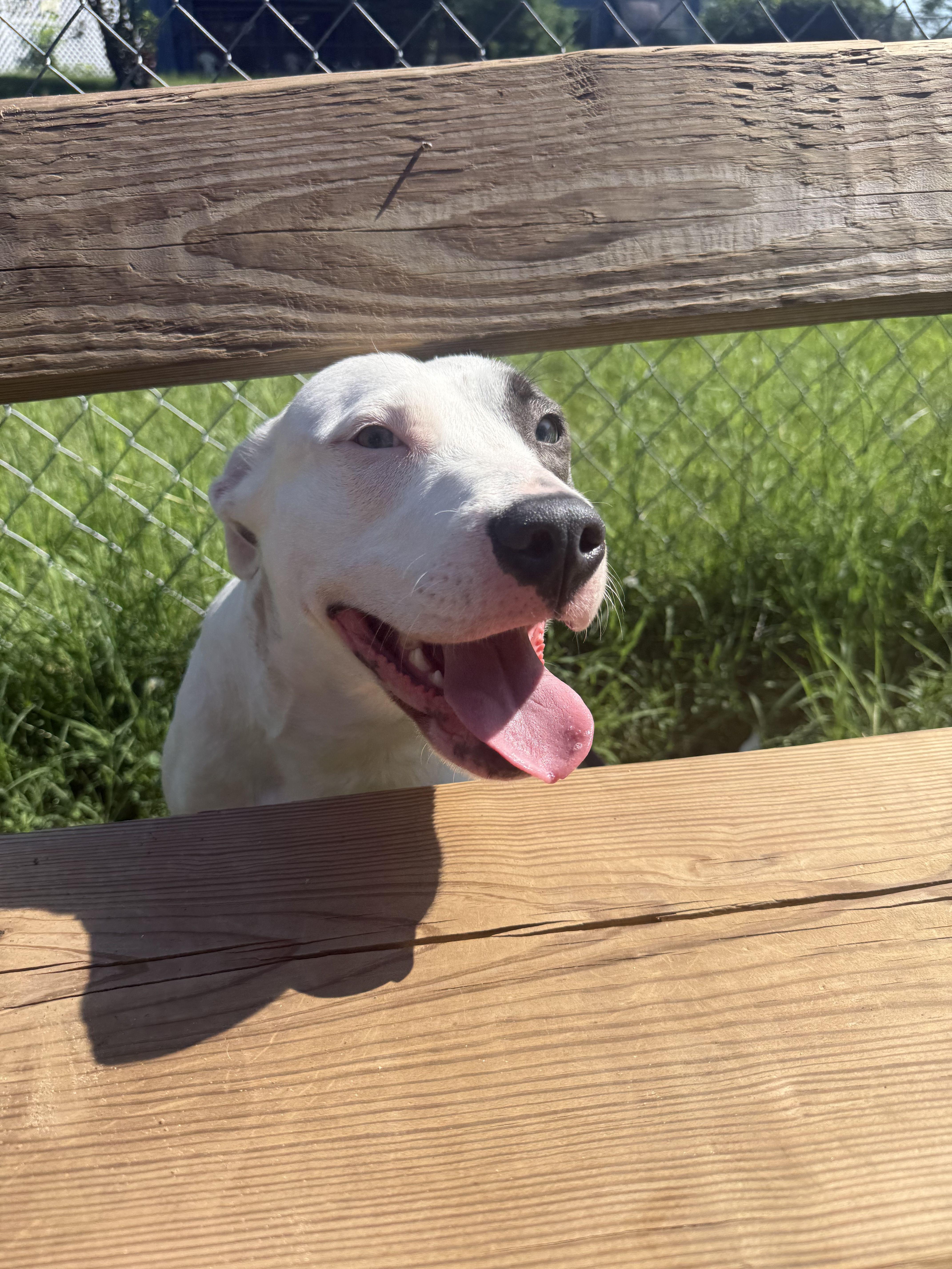 Yue, a ADOPTABLE mixed breed in Mishawaka, IN image 2/6