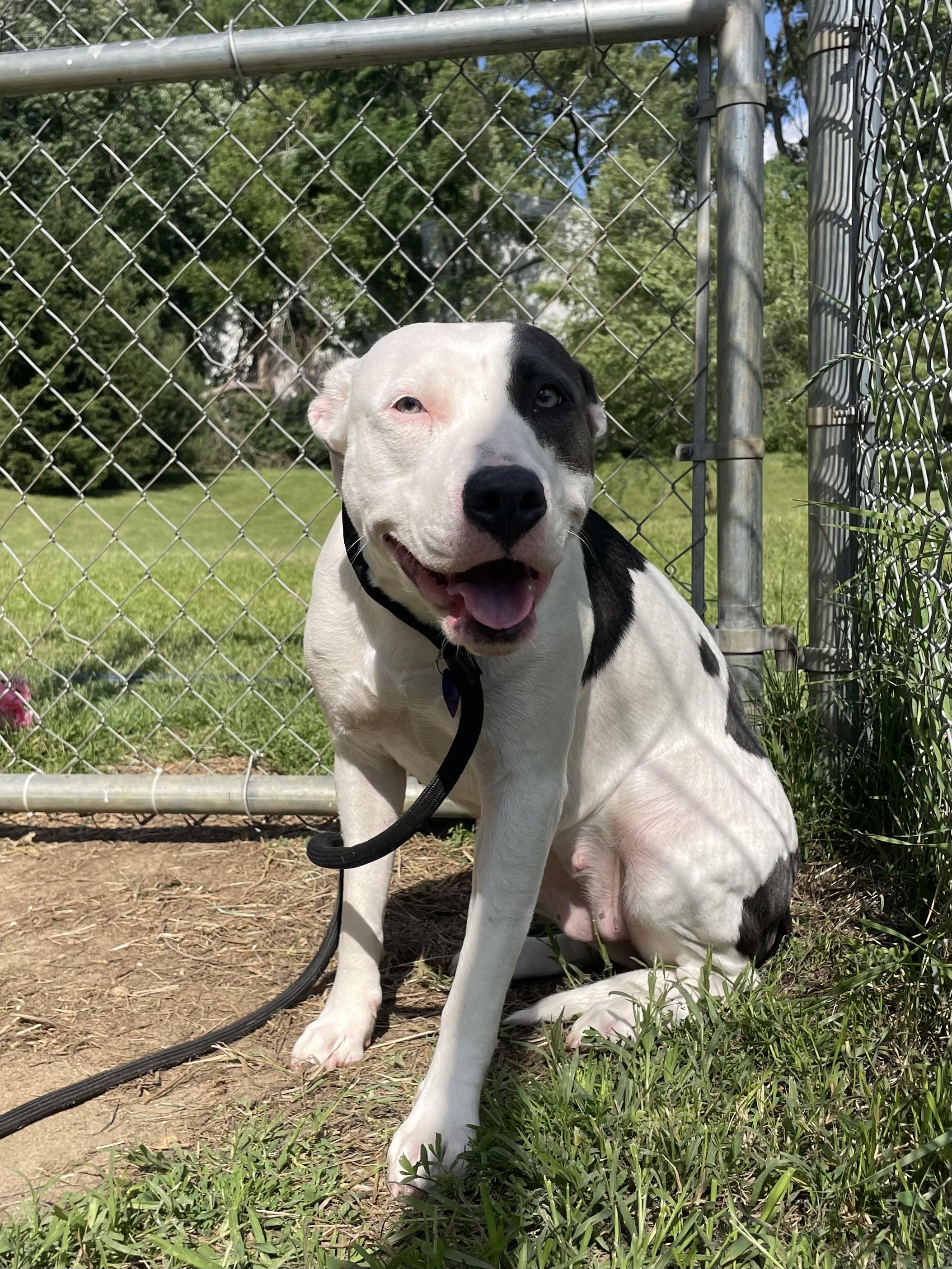 Yue, a ADOPTABLE mixed breed in Mishawaka, IN image 4/6