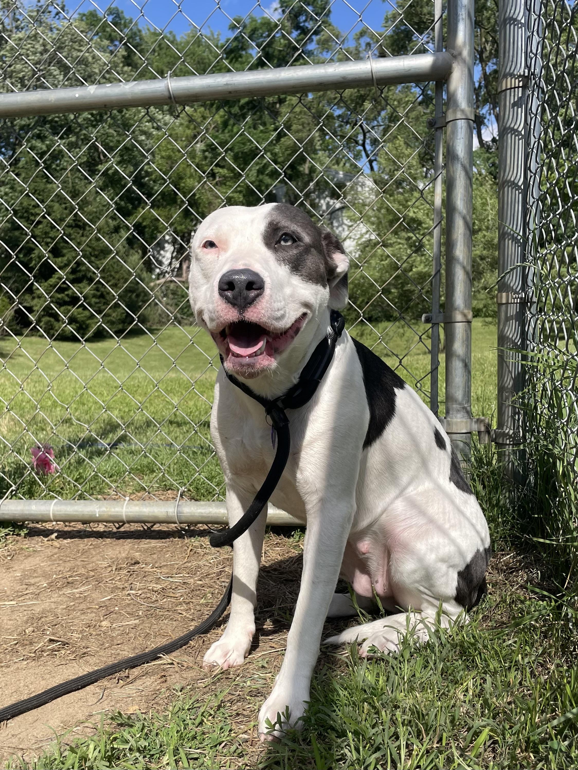 Yue, a ADOPTABLE mixed breed in Mishawaka, IN image 5/6
