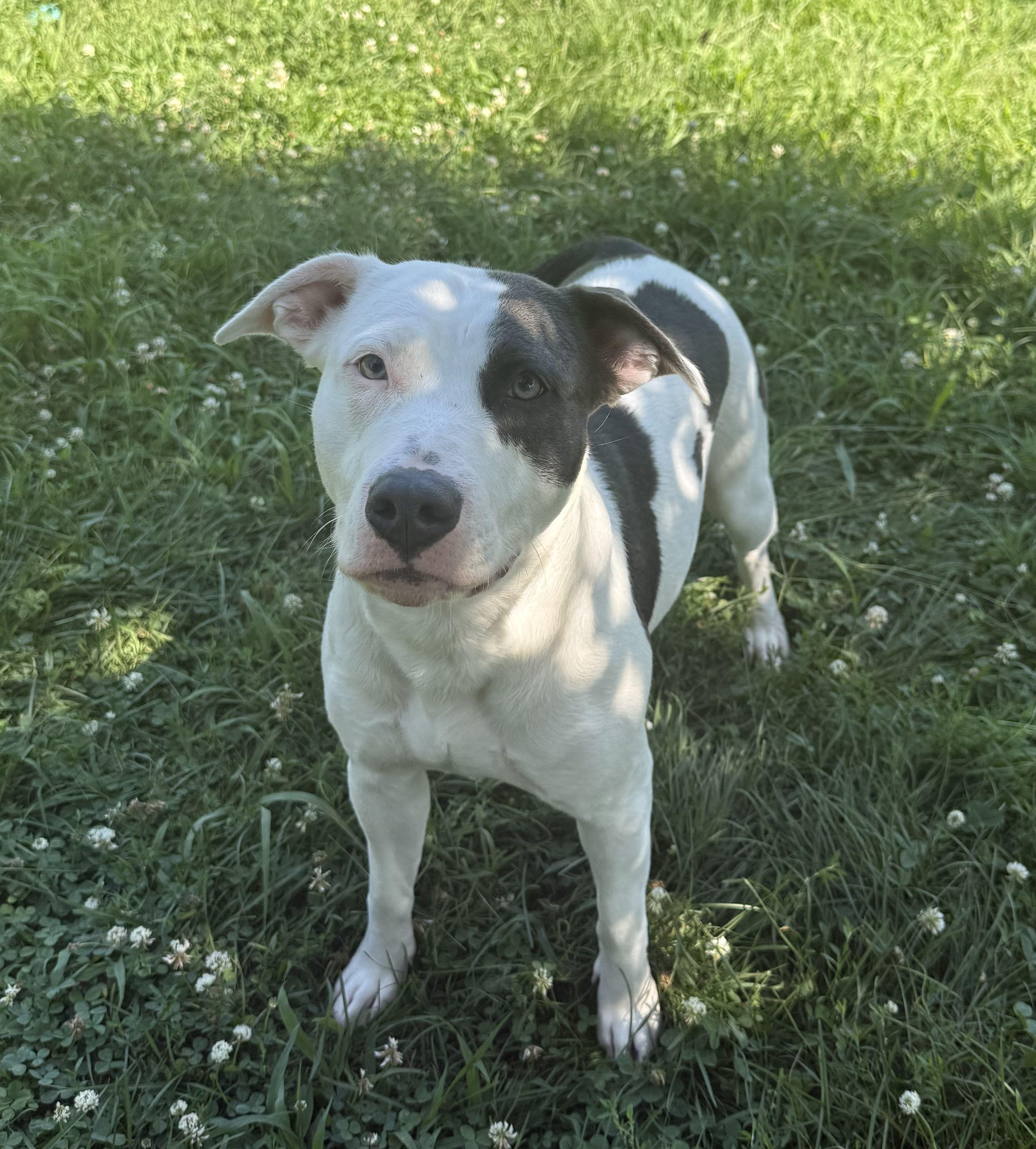 Yue, ADOPTABLE, Young Female Mixed Breed.