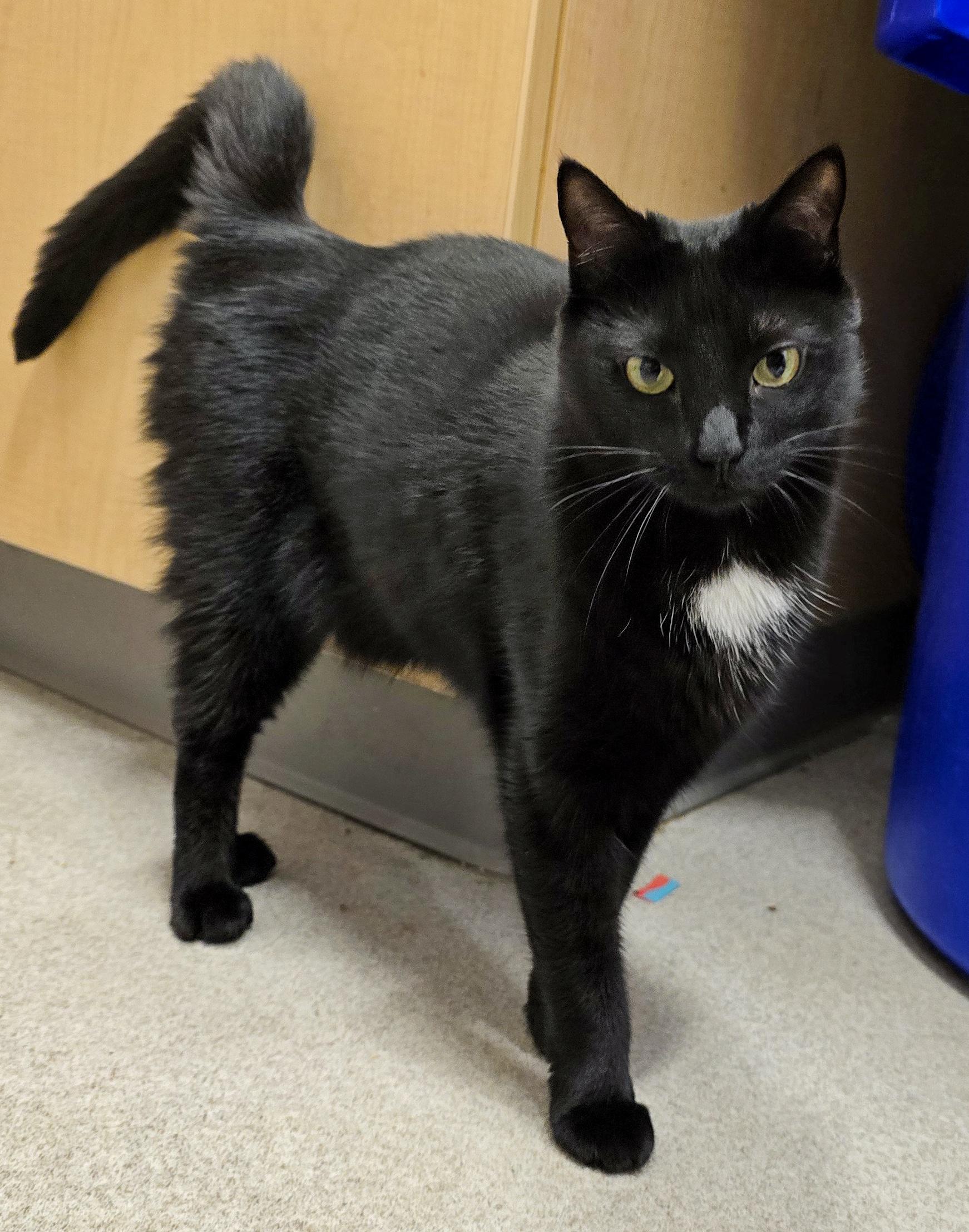 Enlarge 4-25 Layla, a Adoptable mixed breed in Amityville, NY image 4/6