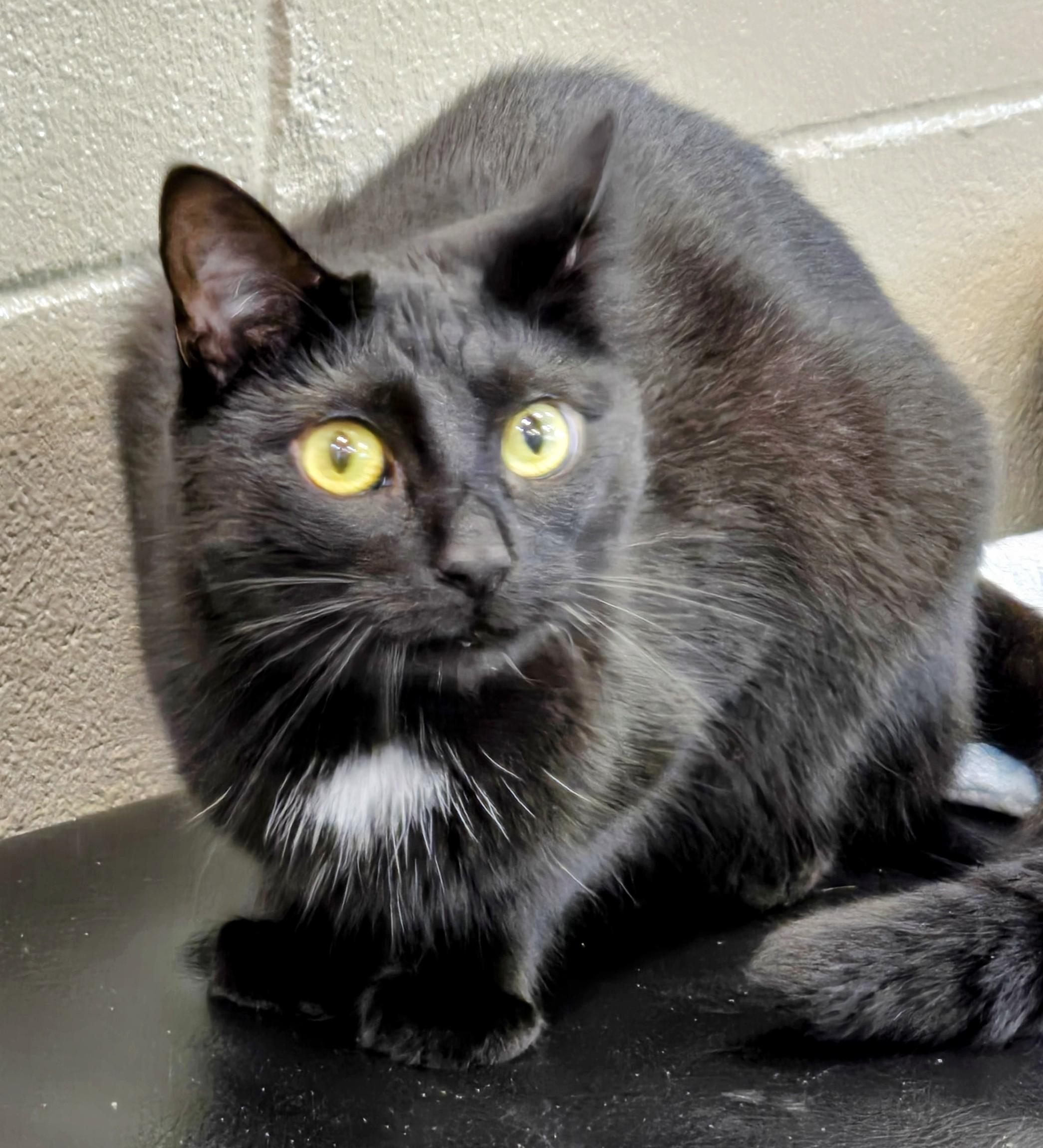 4-25 Layla, Adoptable, Adult Female Domestic Short Hair.