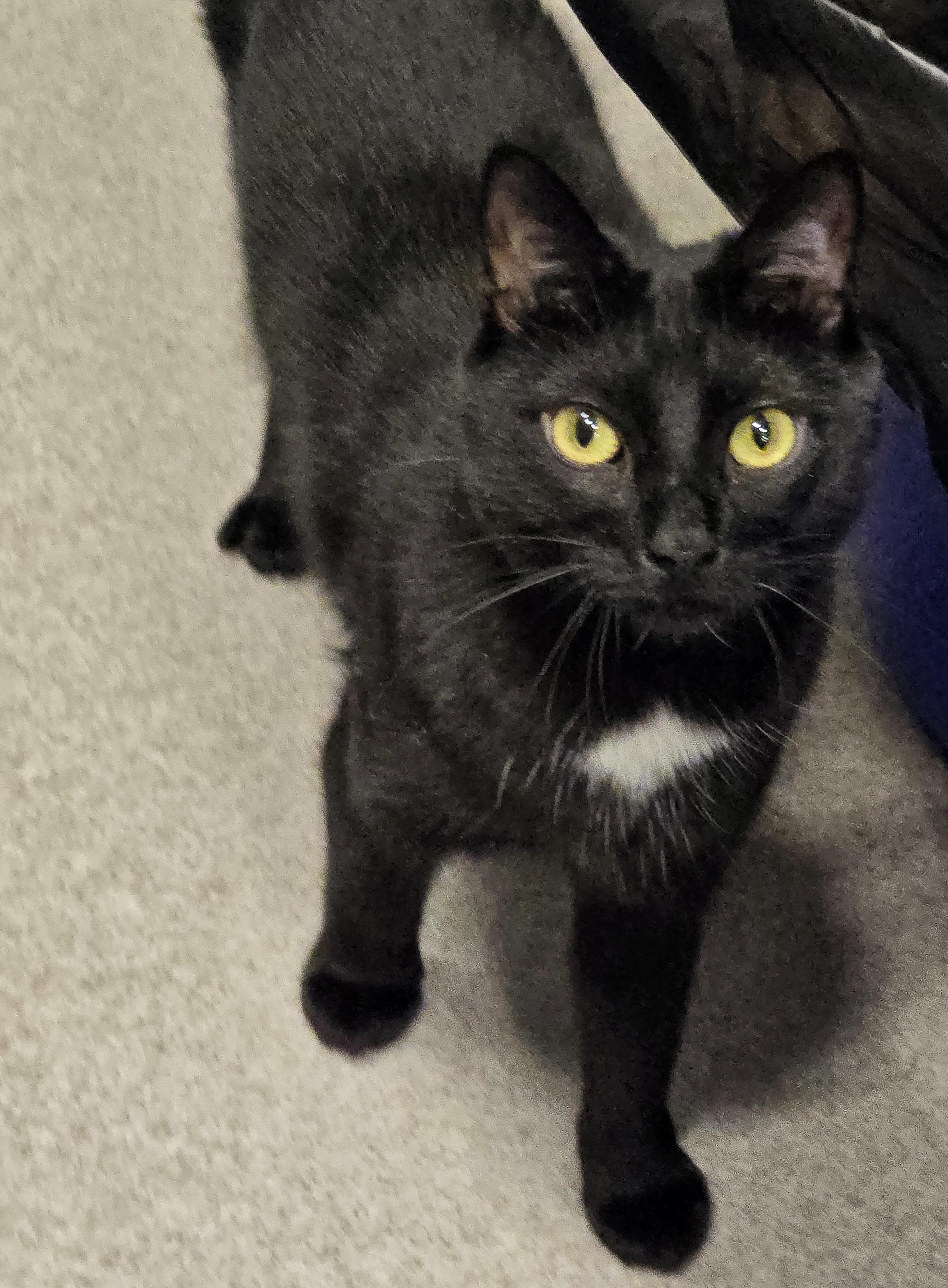 Enlarge 4-25 Layla, a Adoptable mixed breed in Amityville, NY image 5/6