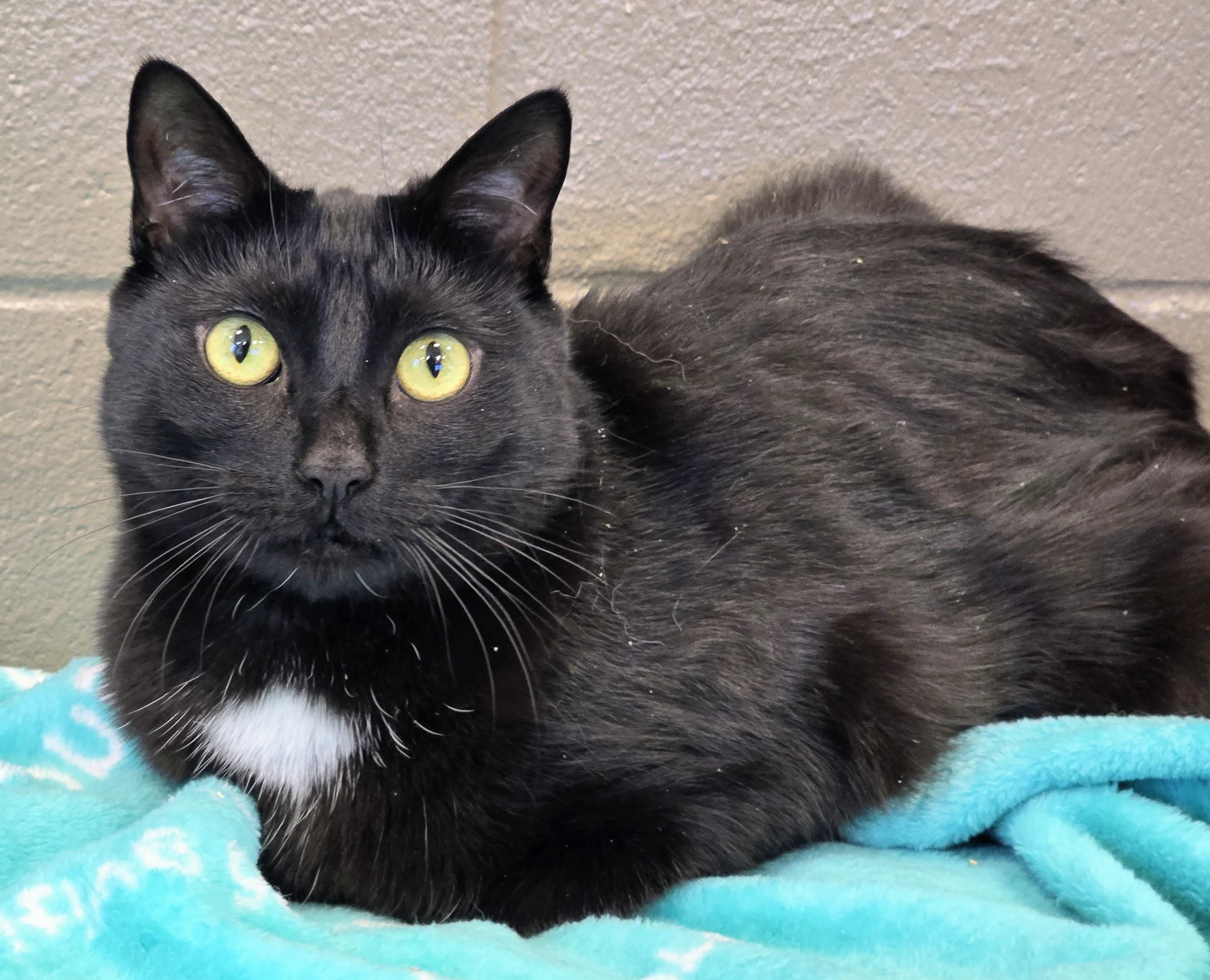 4-25 Layla, Adoptable, Adult Female Domestic Short Hair.