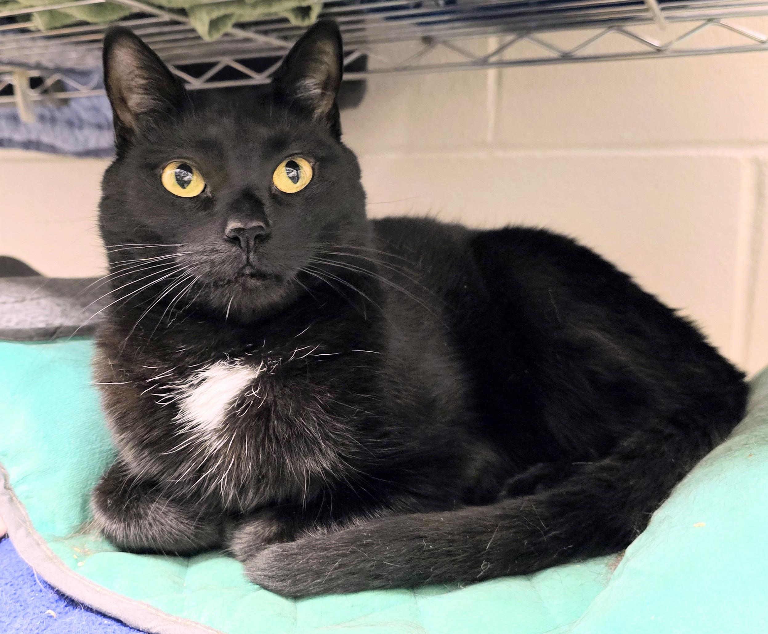 Enlarge 4-25 Layla, a Adoptable mixed breed in Amityville, NY image 4/6