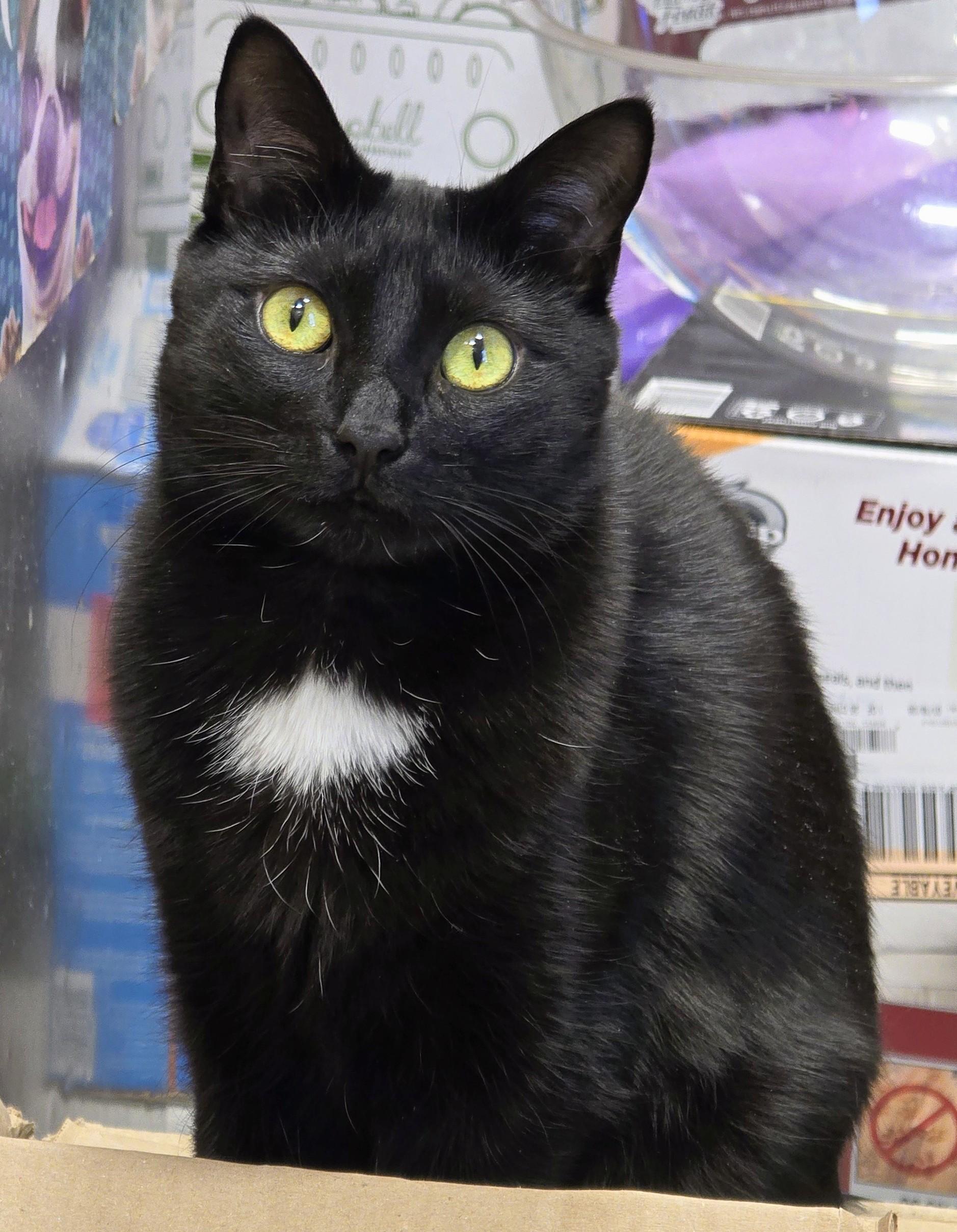 Enlarge 4-25 Layla, a Adoptable mixed breed in Amityville, NY image 1/6