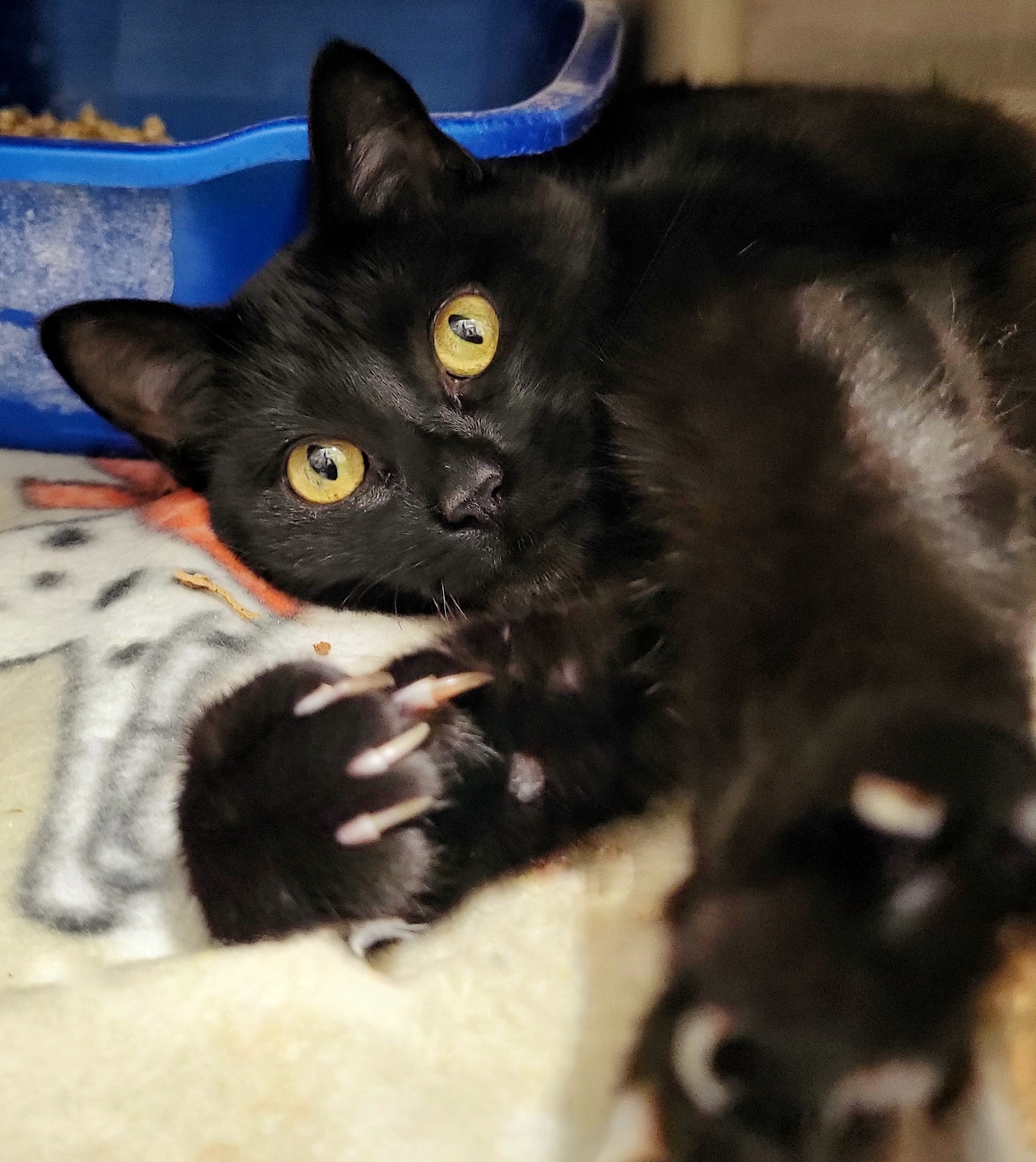 Enlarge 4-25 Layla, a Adoptable mixed breed in Amityville, NY image 6/6