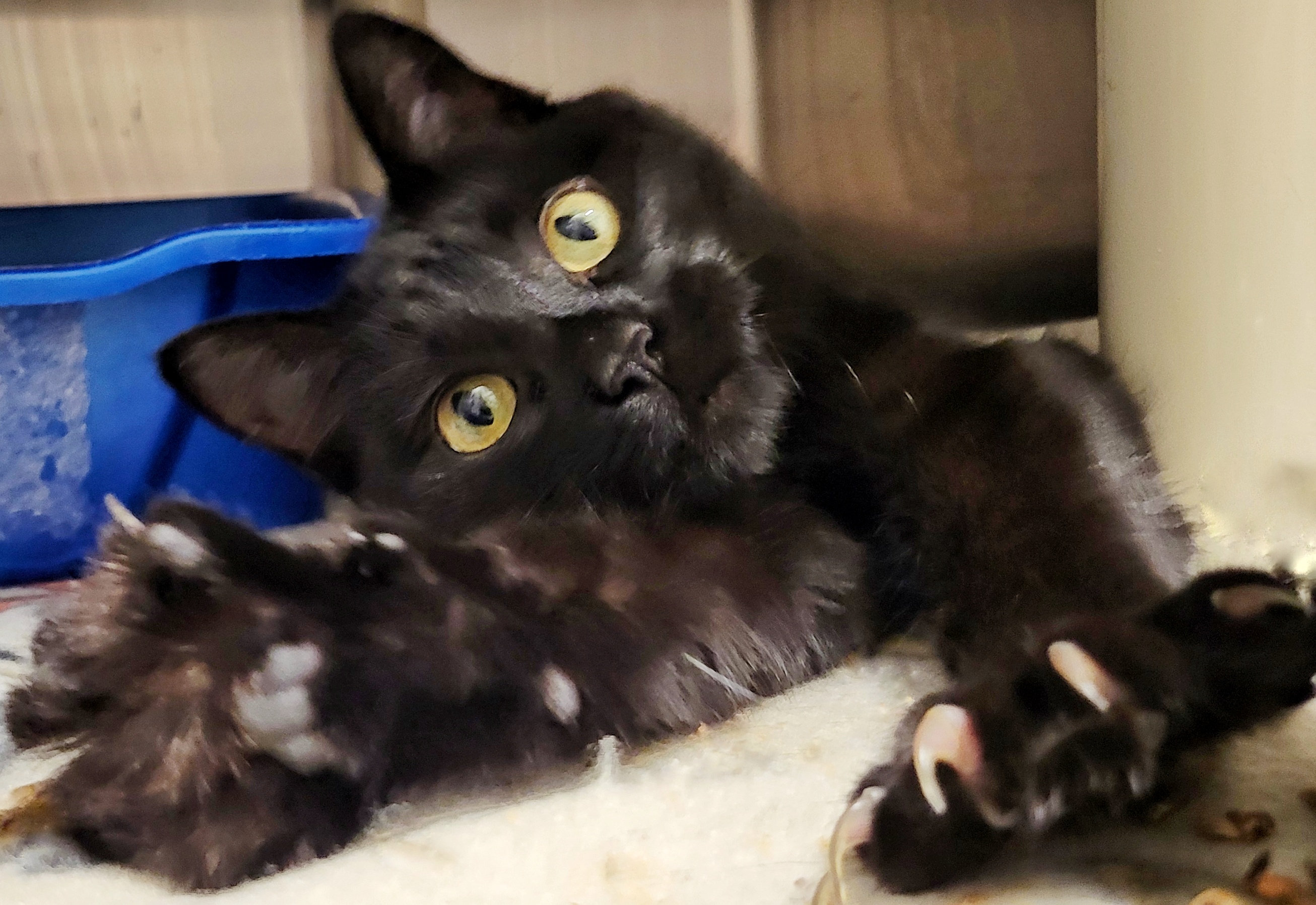 Enlarge 4-25 Layla, a Adoptable mixed breed in Amityville, NY image 3/6