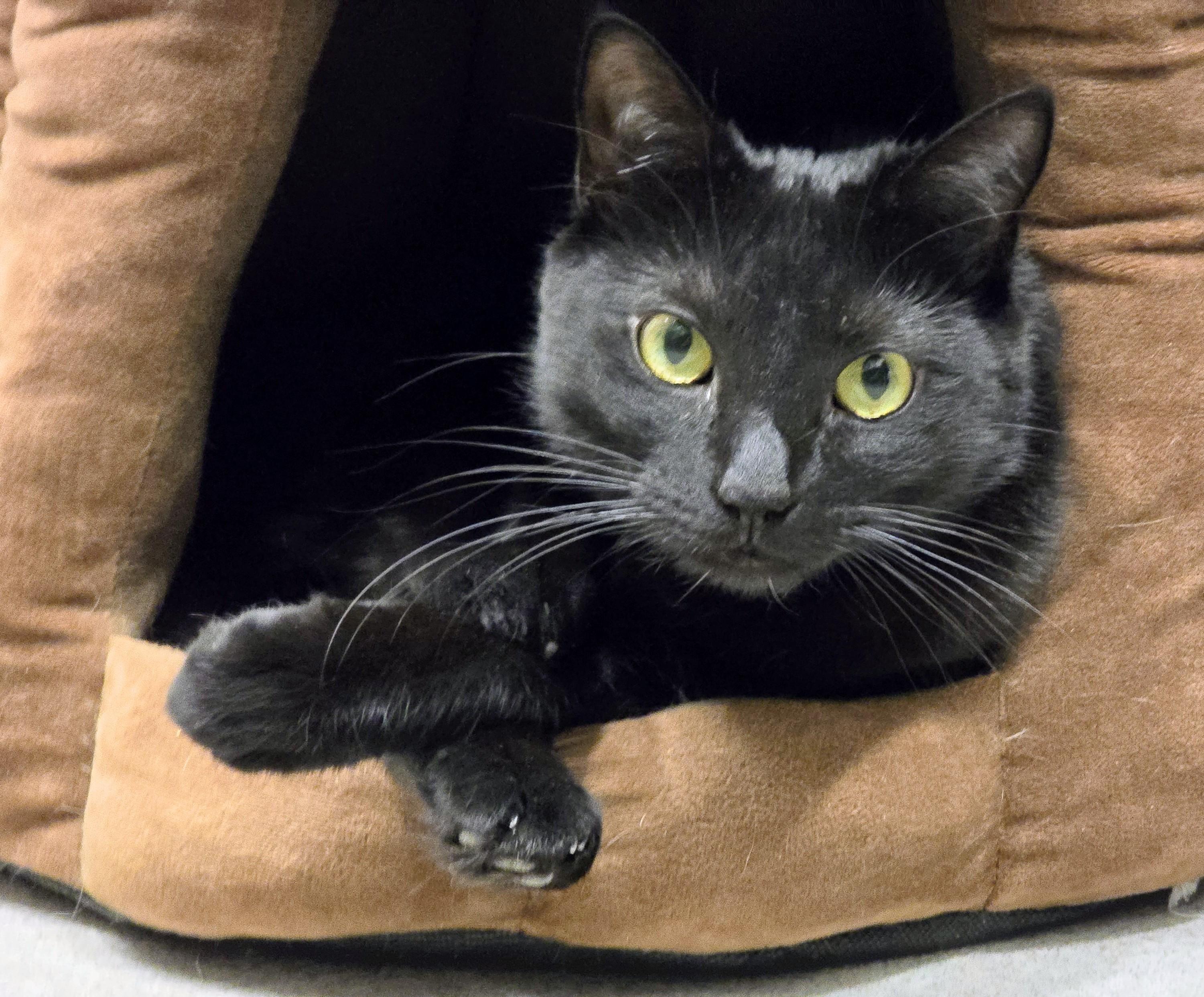 Enlarge 4-25 Layla, a Adoptable mixed breed in Amityville, NY image 2/6