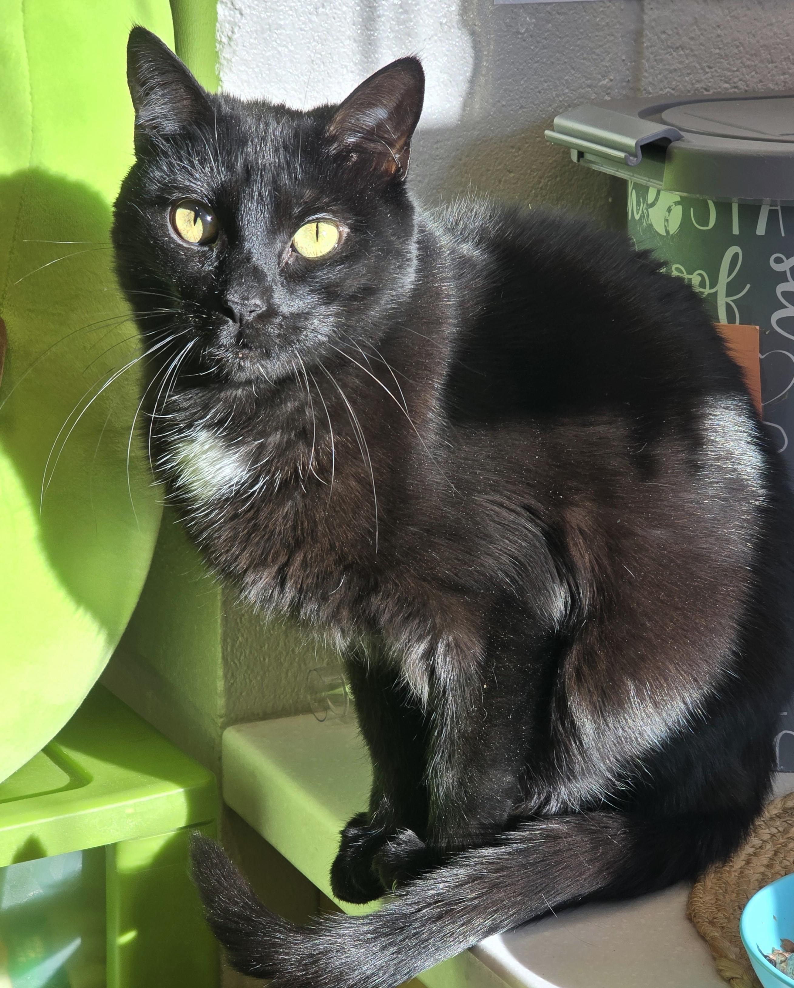 Enlarge 4-25 Layla, a Adoptable mixed breed in Amityville, NY image 2/6