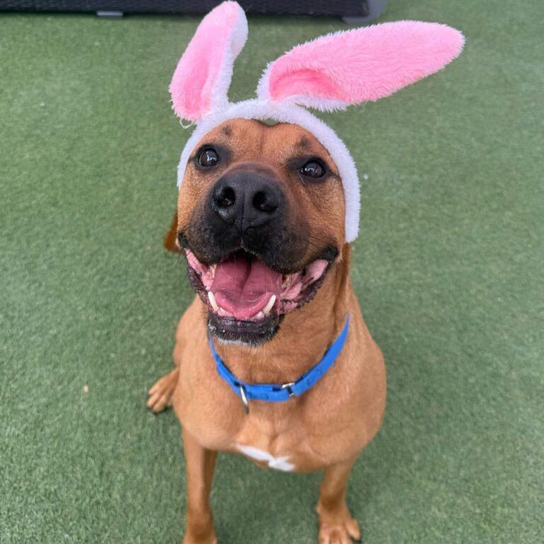 Enlarge Hippo, a Adoptable Bullmastiff in San Diego, CA image 1/6