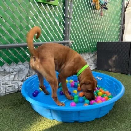 Enlarge Hippo, a Adoptable Bullmastiff in San Diego, CA image 2/6