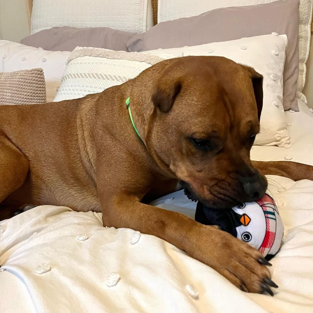 Enlarge Hippo, a Adoptable Bullmastiff in San Diego, CA image 3/6
