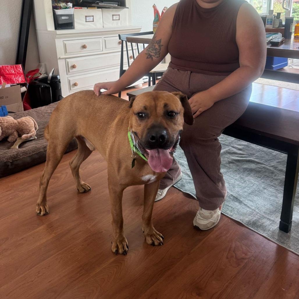 Enlarge Hippo, a Adoptable Bullmastiff in San Diego, CA image 4/6