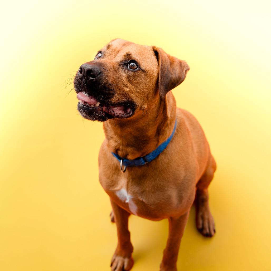 Enlarge Hippo, a Adoptable Bullmastiff in San Diego, CA image 5/6
