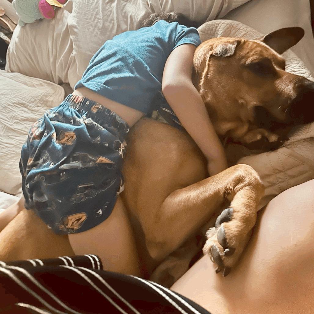 Enlarge Hippo, a Adoptable Bullmastiff in San Diego, CA image 6/6
