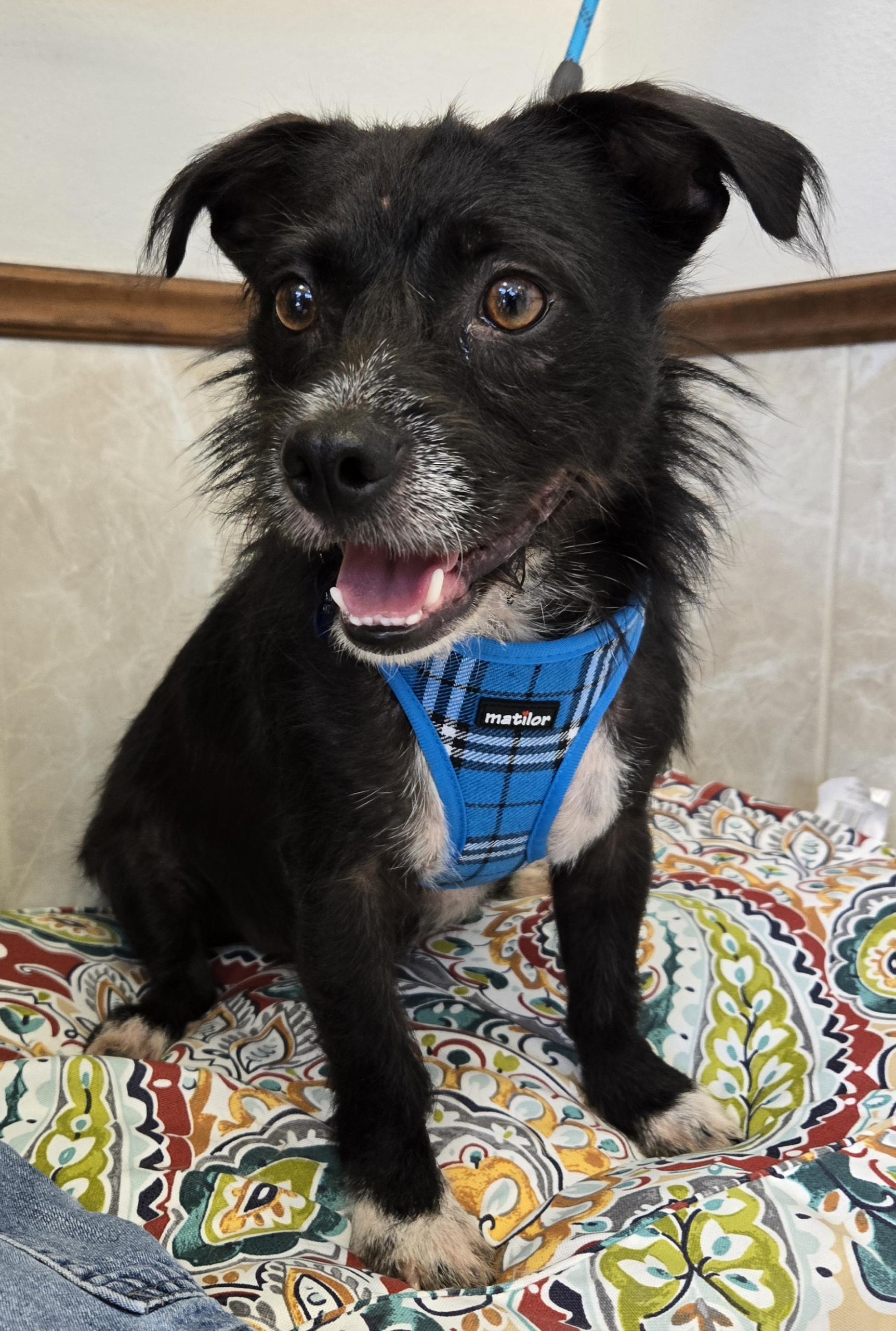 BOOTS, Adult Male Wirehaired Terrier