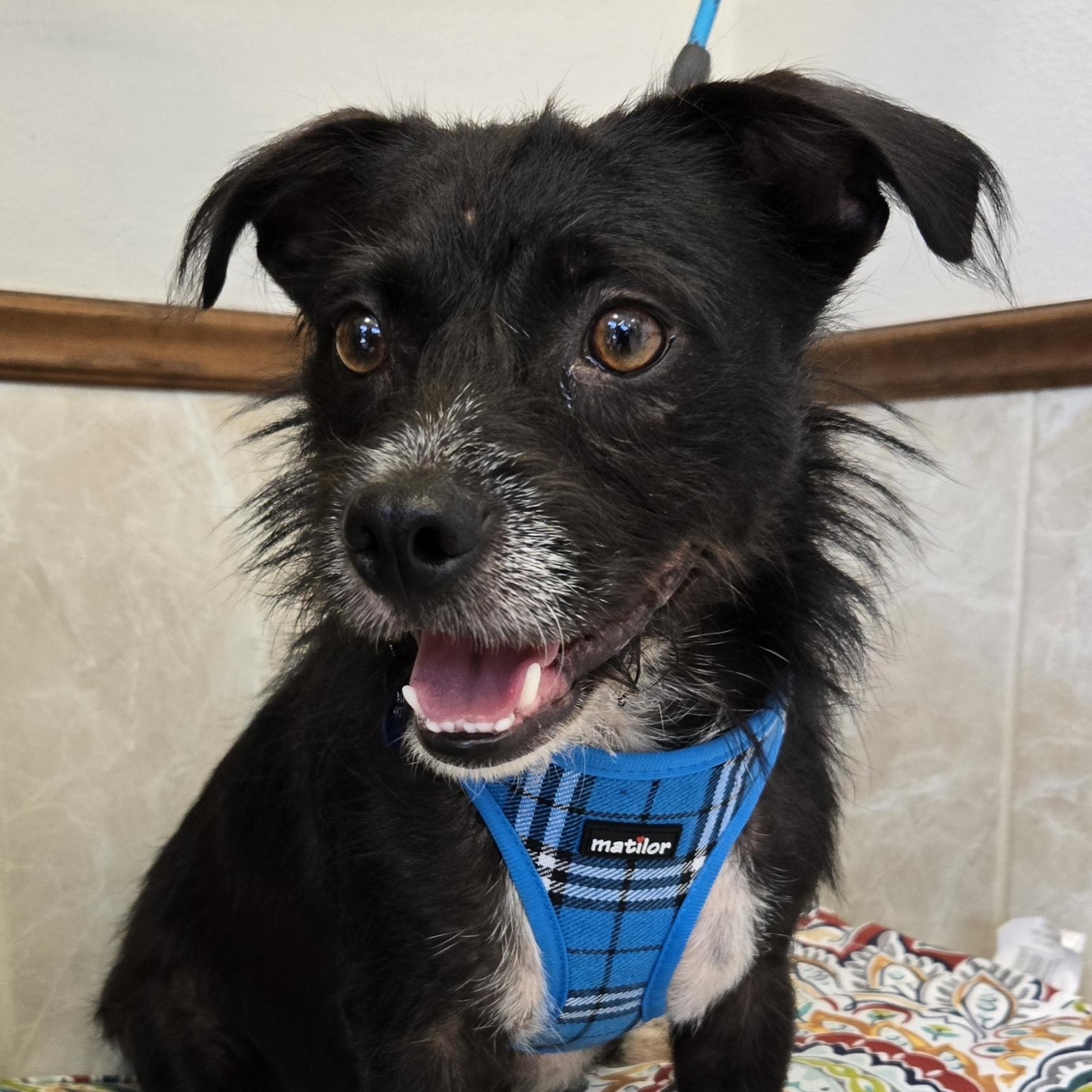 BOOTS, a Adoptable mixed breed in Grand Prairie, TX image 1/3