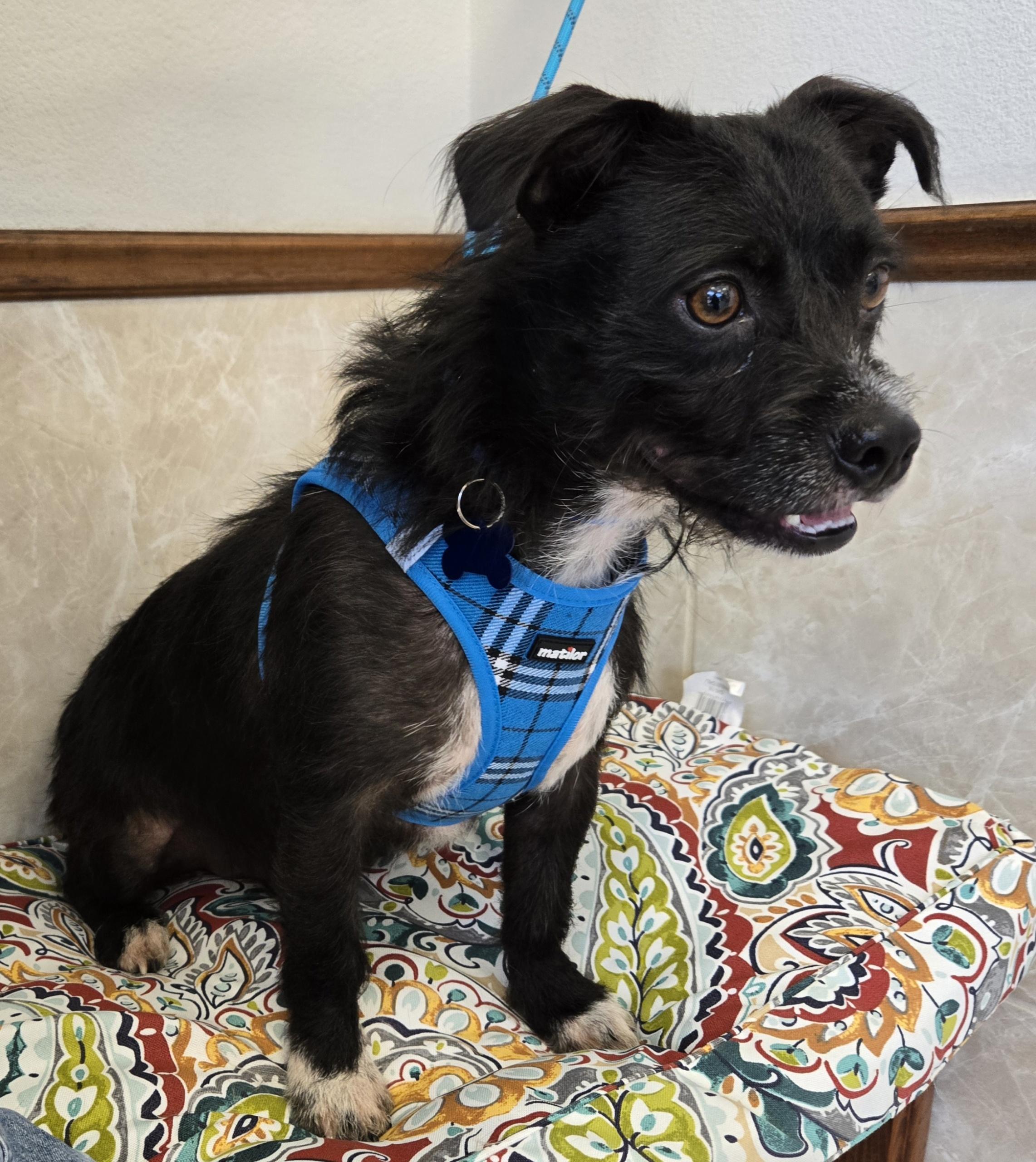 BOOTS, a Adoptable mixed breed in Grand Prairie, TX image 3/3