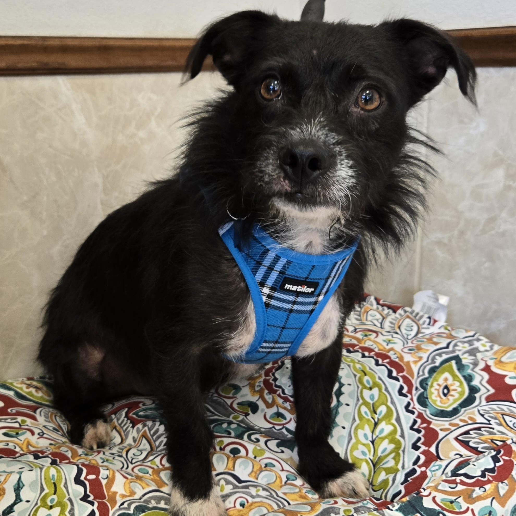 BOOTS, a Adoptable mixed breed in Grand Prairie, TX image 2/3