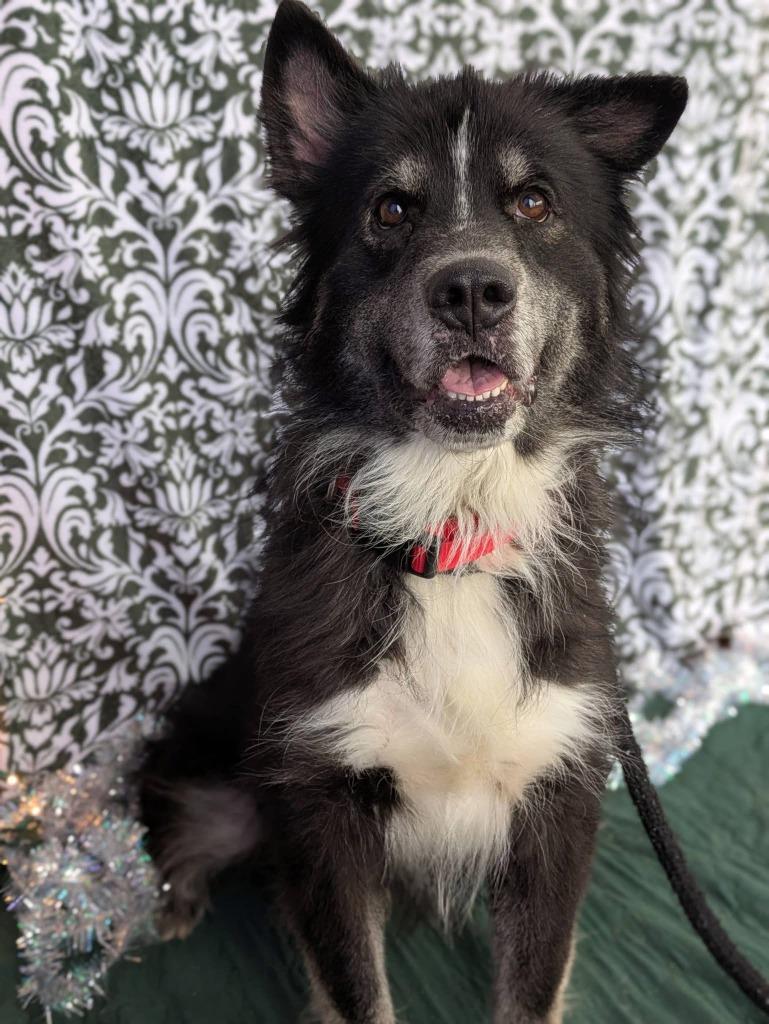 Enlarge Blessing, a Adoptable mixed breed in North Syracuse, NY image 1/1