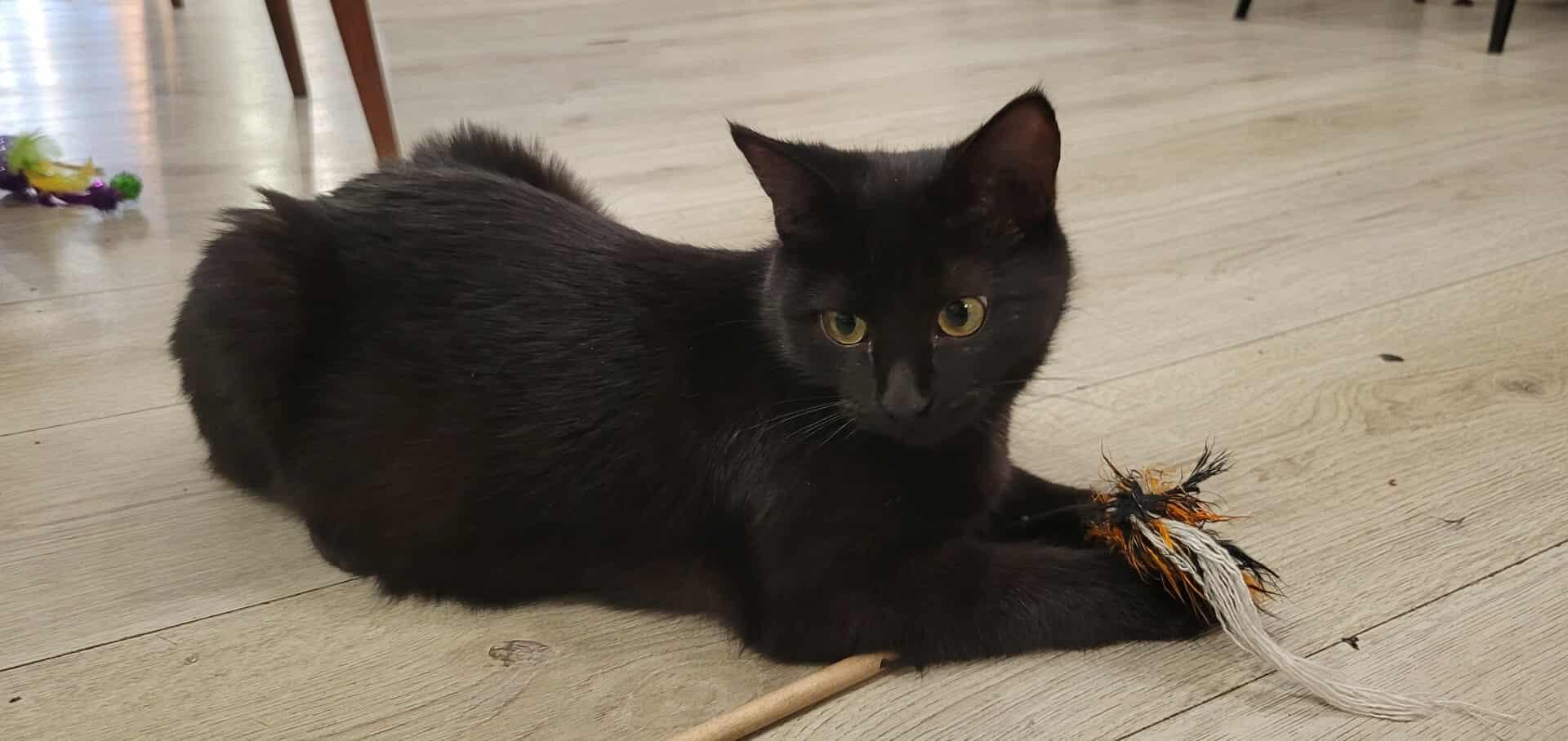 Enlarge Thirteen, a Adoptable Domestic Medium Hair in Verdun, QC image 1/1