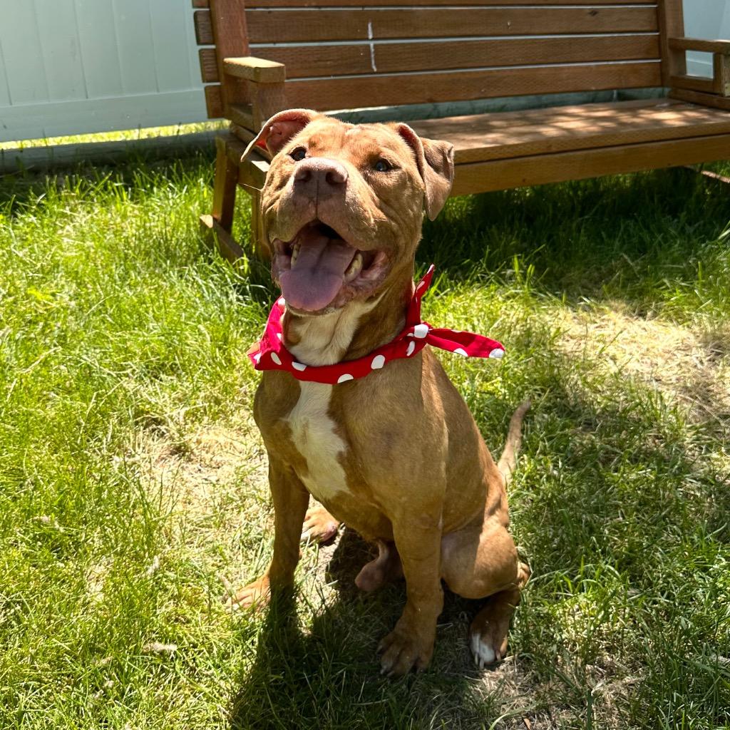 Junior, Adoptable, Adult Male American Staffordshire Terrier.