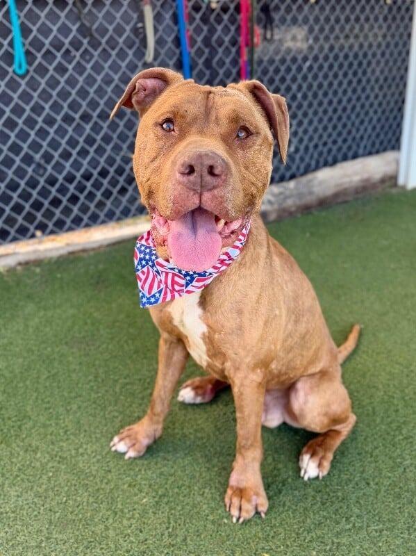 Junior, a Adoptable American Staffordshire Terrier in Logan, UT image 2/2