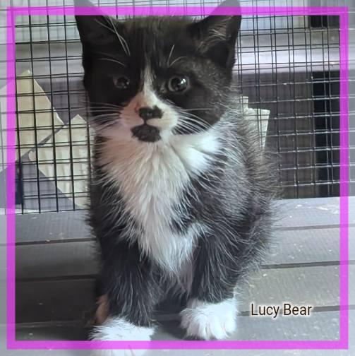 Enlarge Lucy Bear, a Adoptable Domestic Long Hair in Great Mills, MD image 1/1
